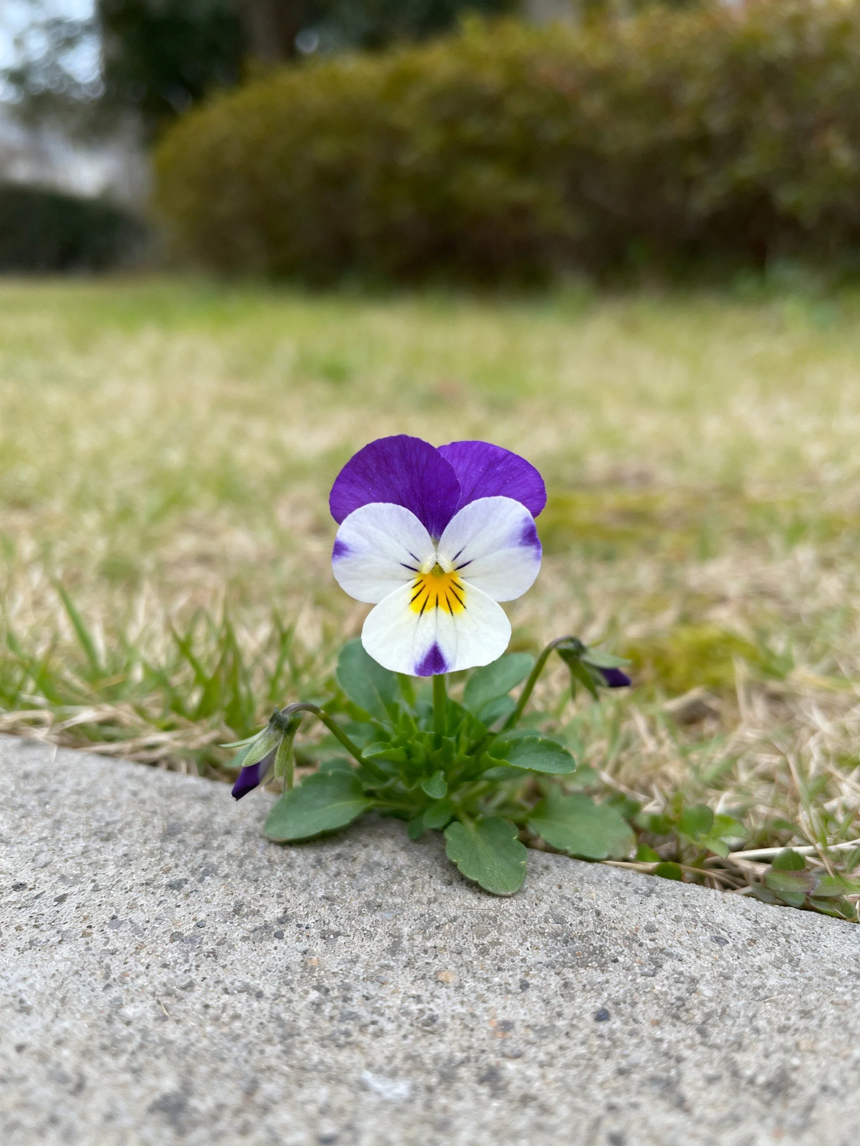 Purple and white pansy by concrete edge with grassy background
