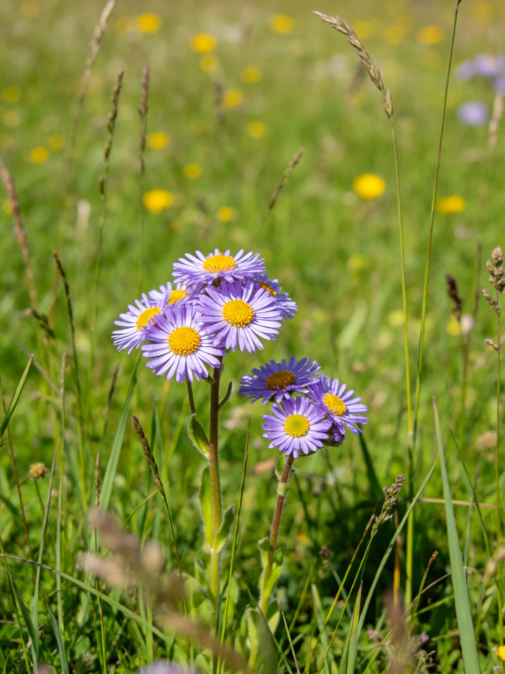 Purple aster flowers clustered in a green meadow with tall grasses and yellow wildflowers