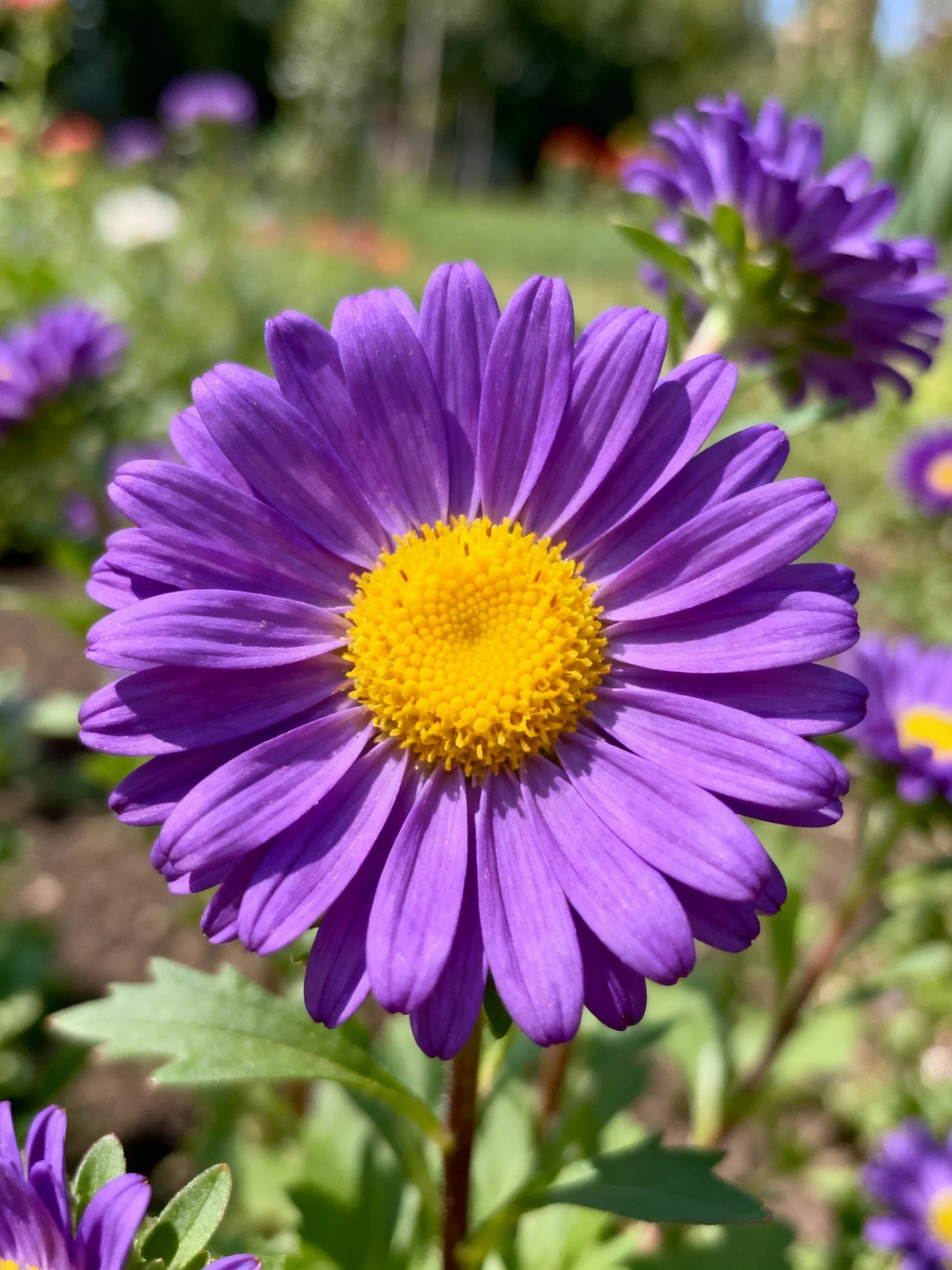 Purple aster with bright yellow center among garden blooms