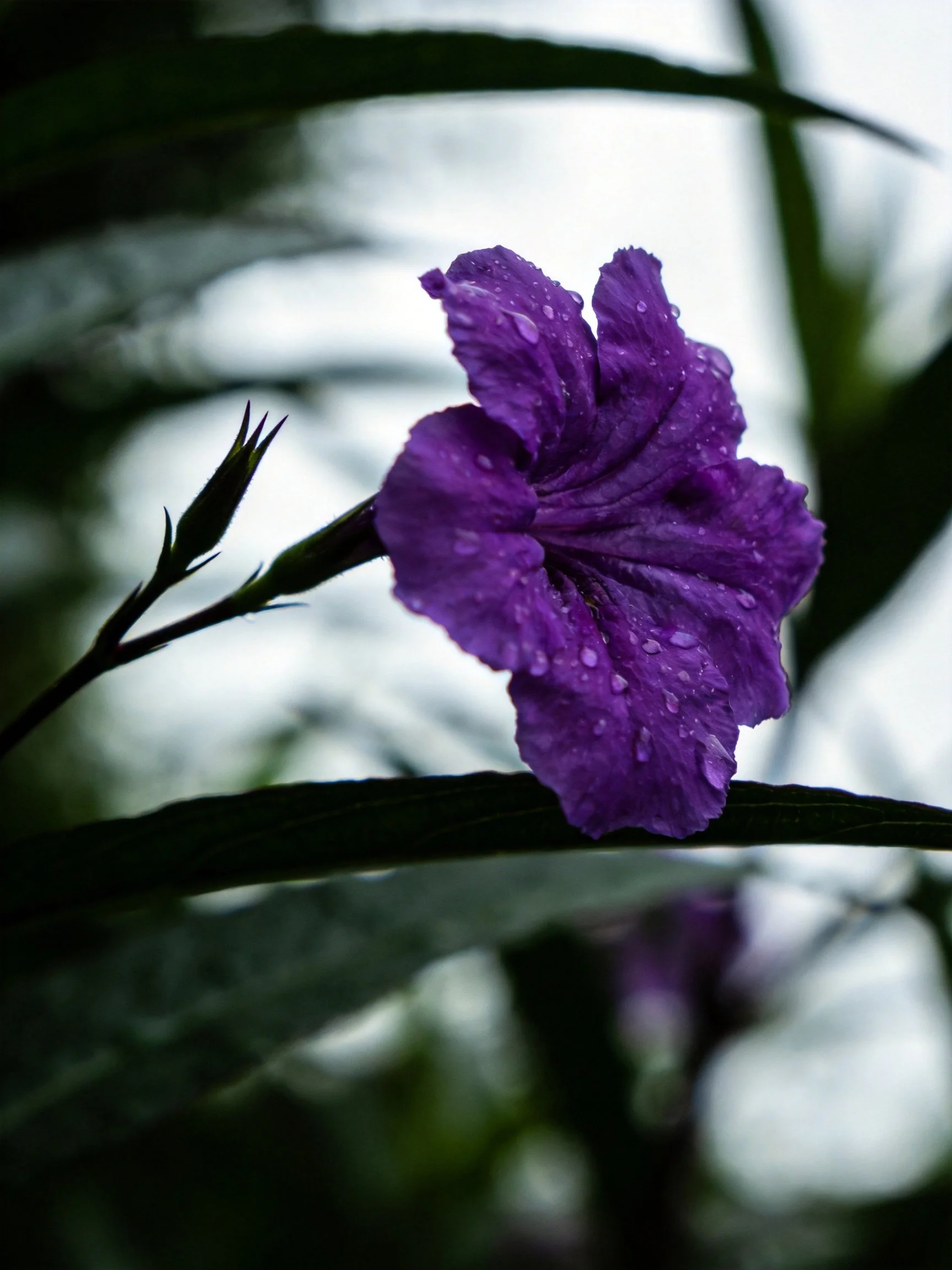 Purple flower with dew drops, surrounded by dark green leaves