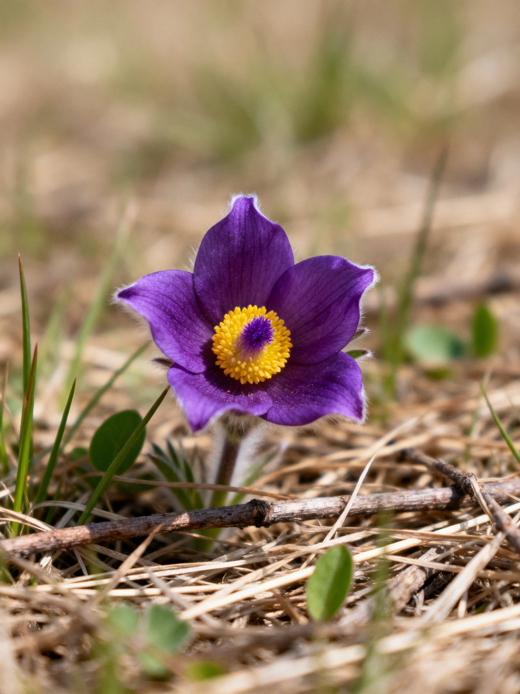 Purple flower with yellow center growing among dry grass and twigs