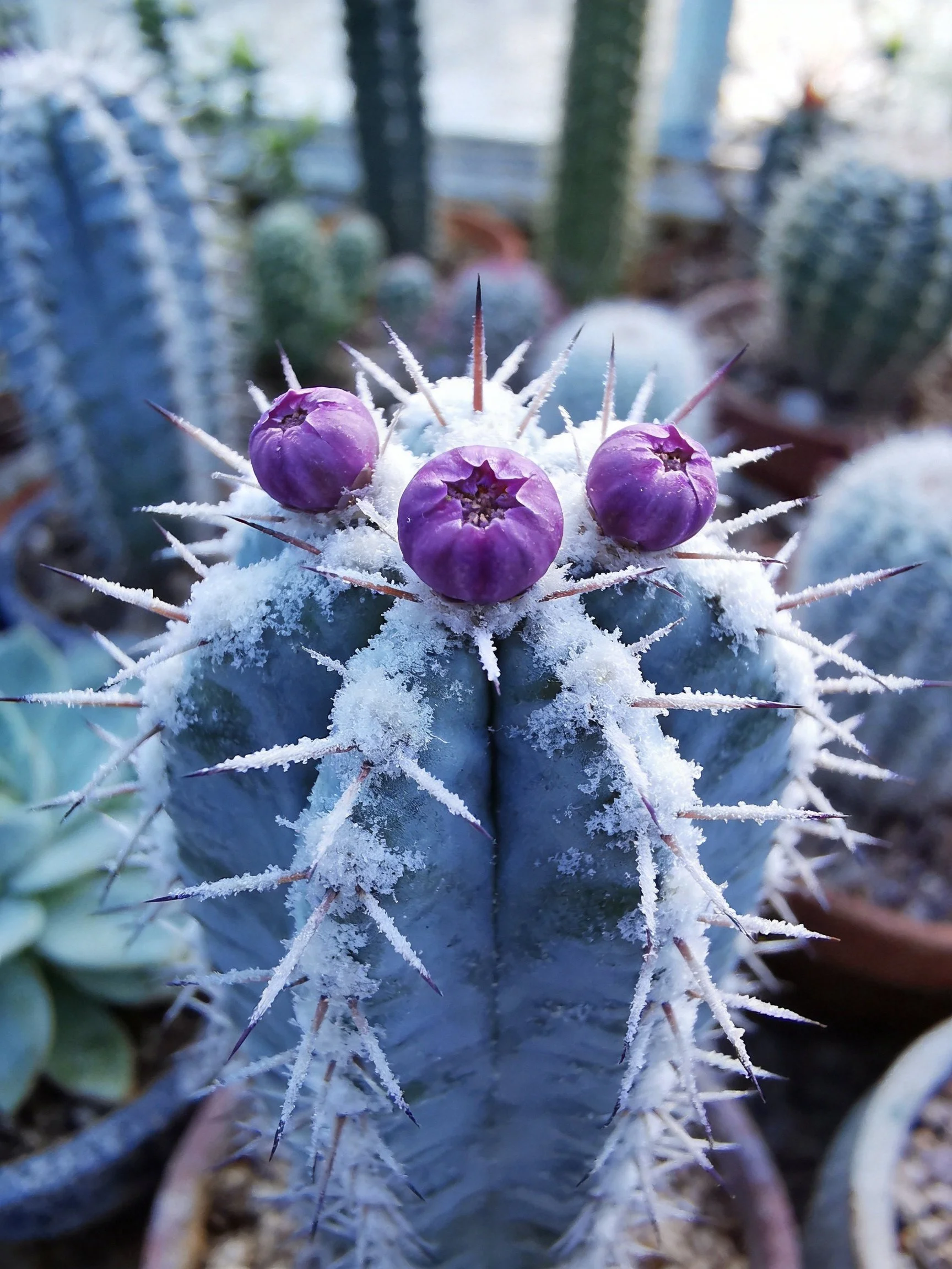 Purple-flowered cactus with frosty spines among potted plants