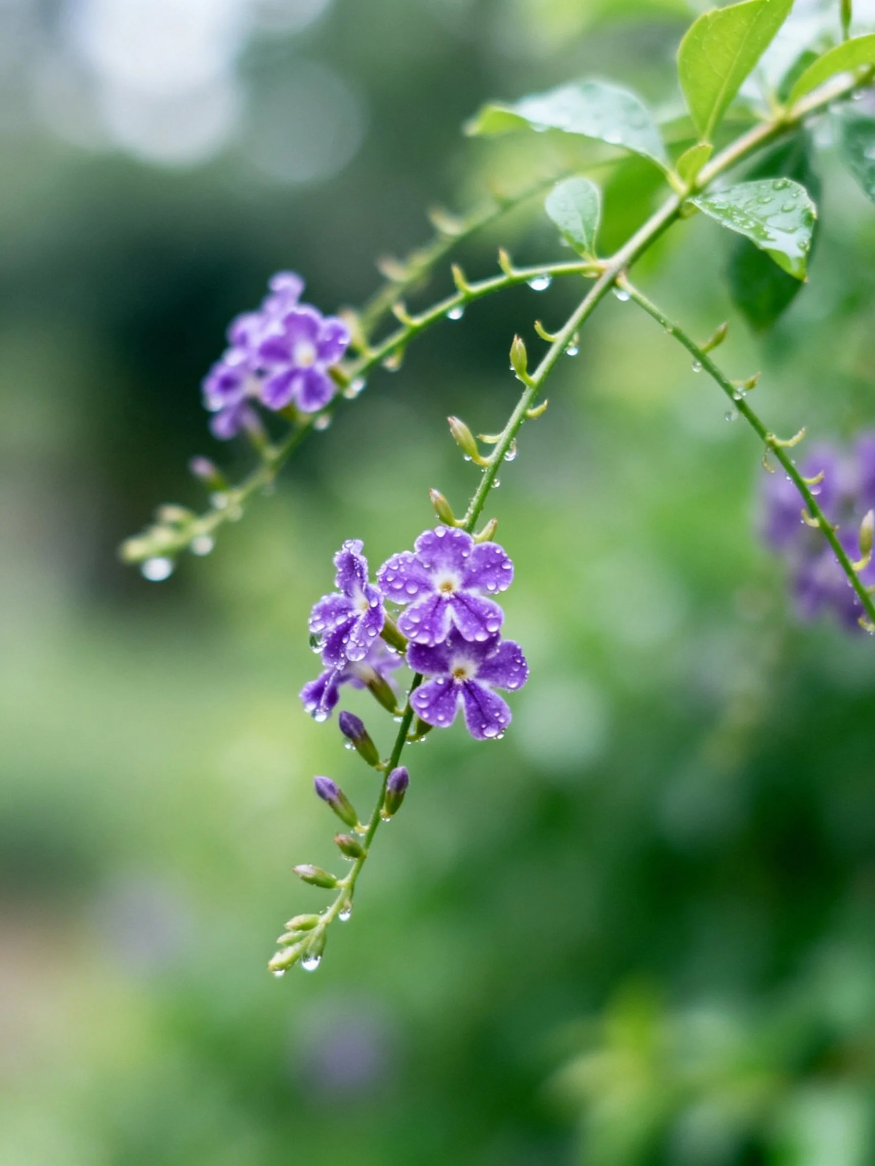 Purple flowers with water droplets on green leafy stems