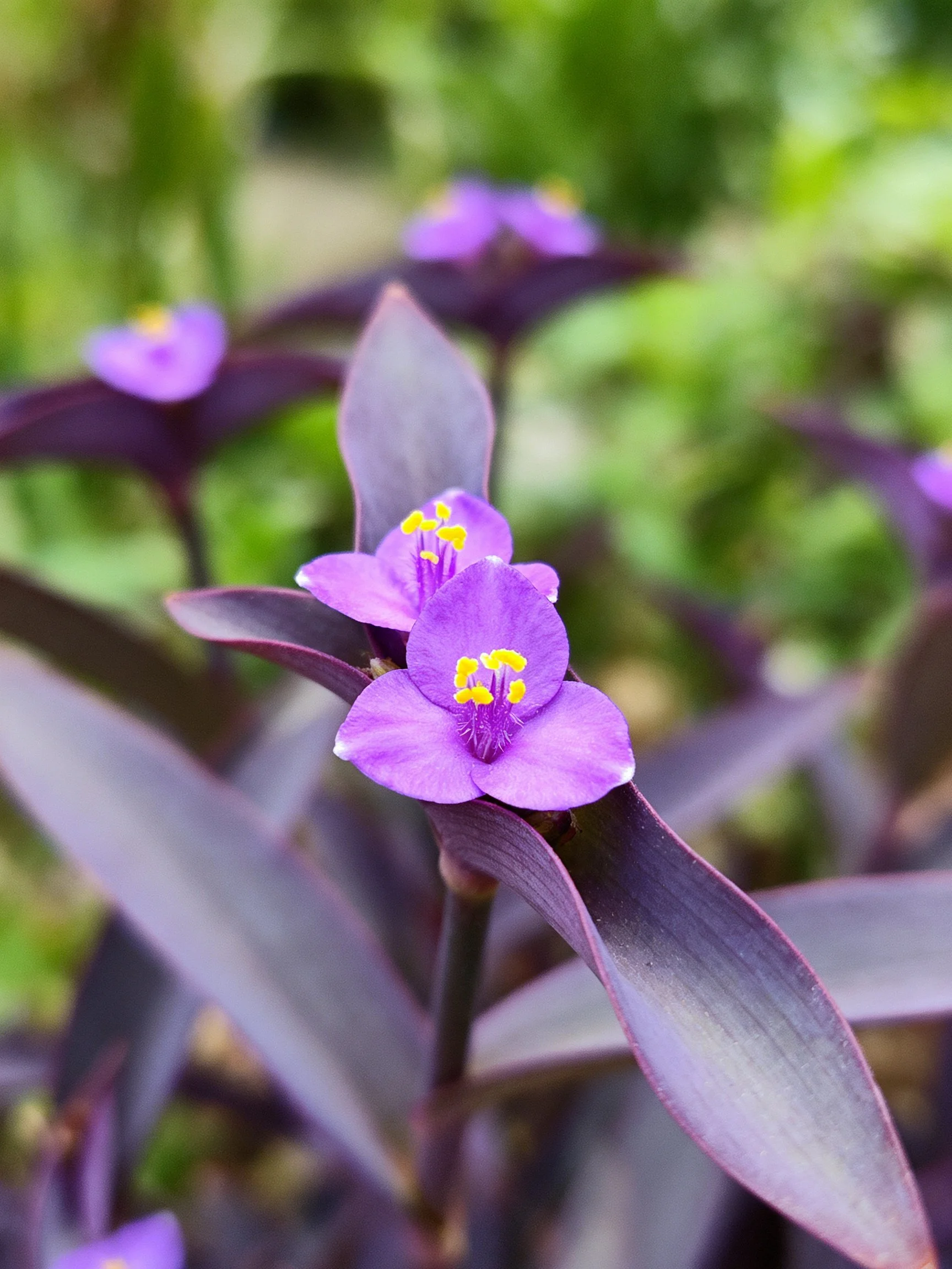 Purple flowers with yellow stamens, dark foliage, blurred green backdrop