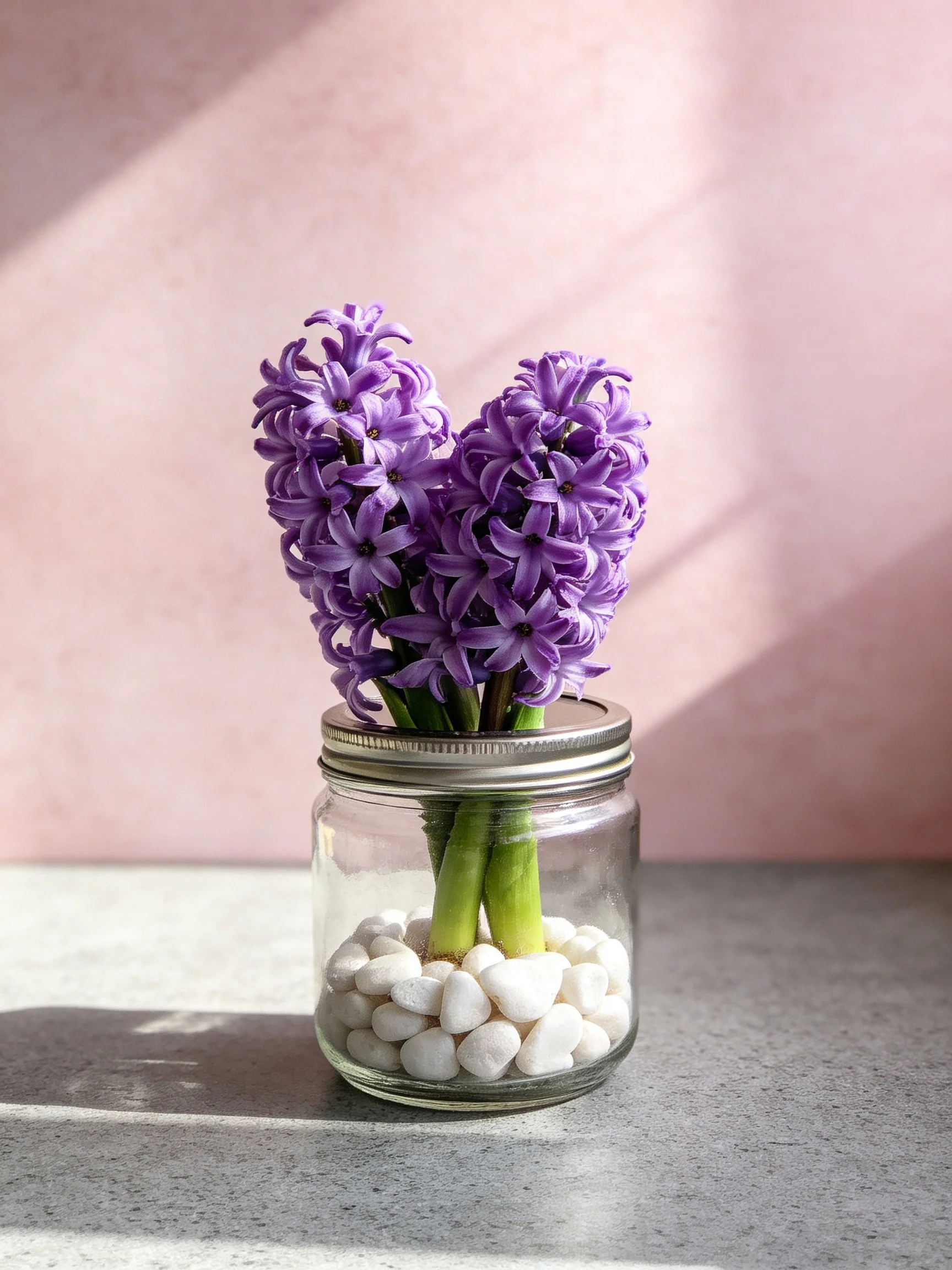 Purple hyacinth flowers in glass jar with white pebbles