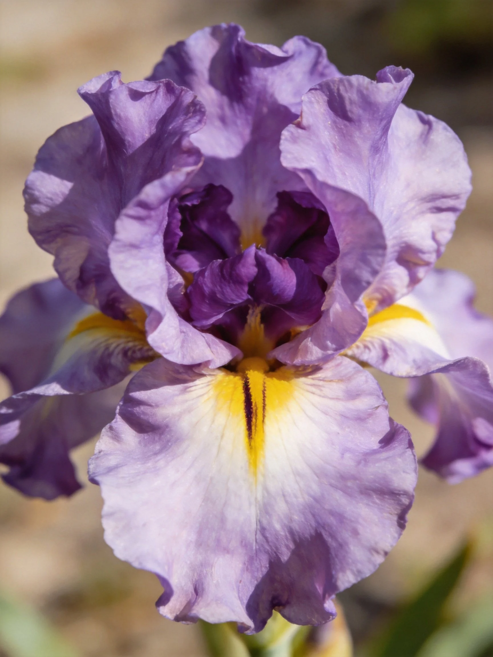 Purple iris with layered petals and yellow accents