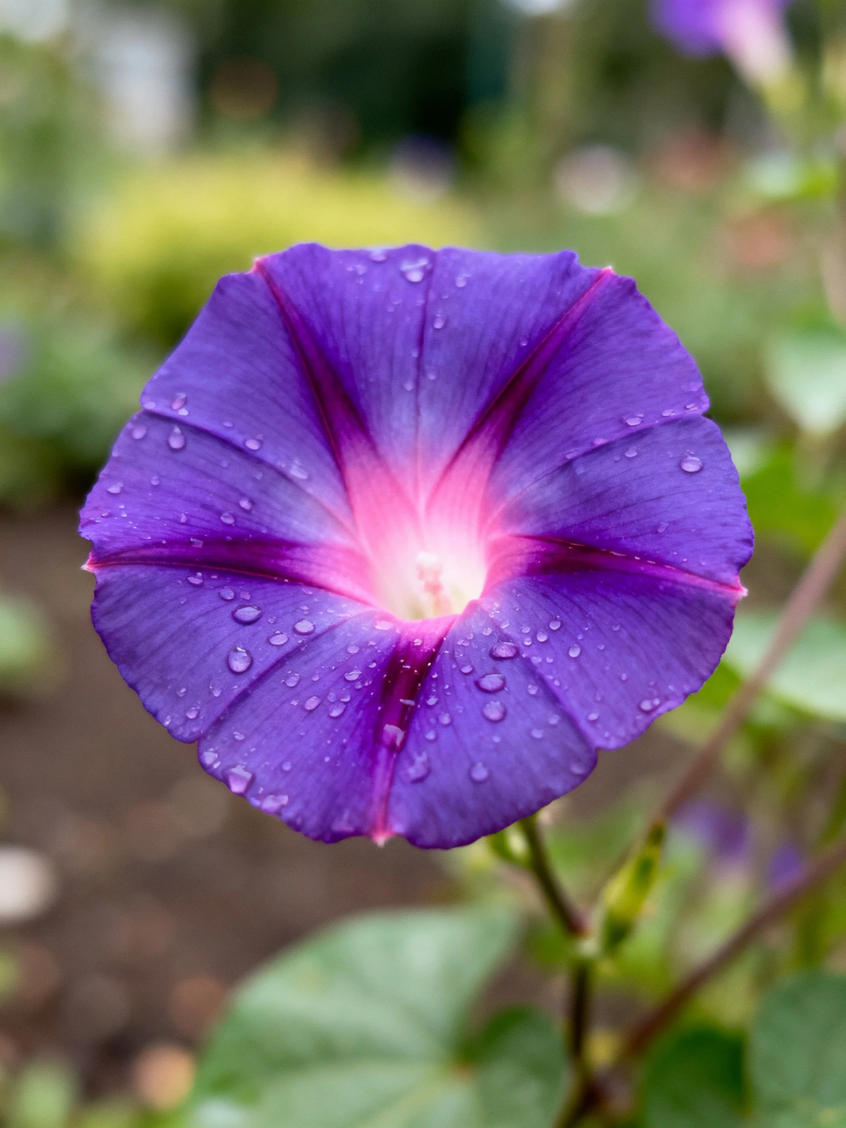 Purple morning glory with pink center and dewdrops