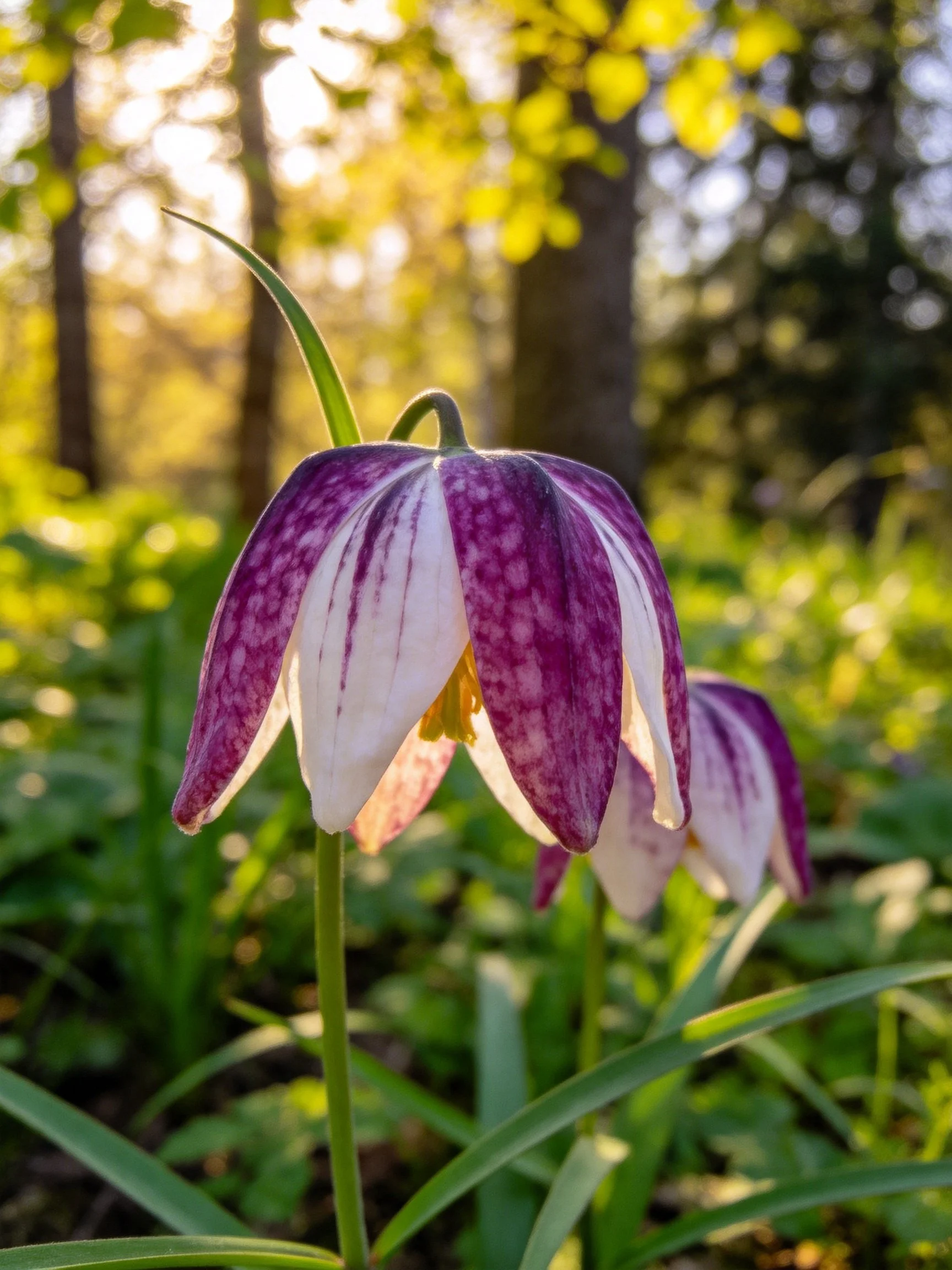 Purple-speckled bell flowers bloom in sun-dappled forest glade