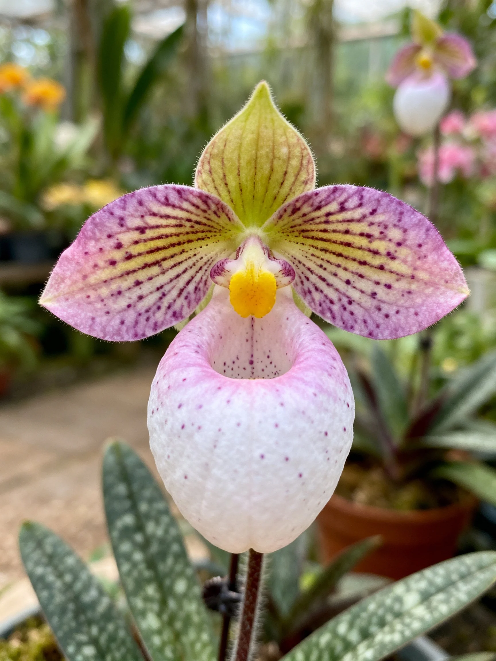 Purple-spotted Lady Slipper Orchid with Yellow Center