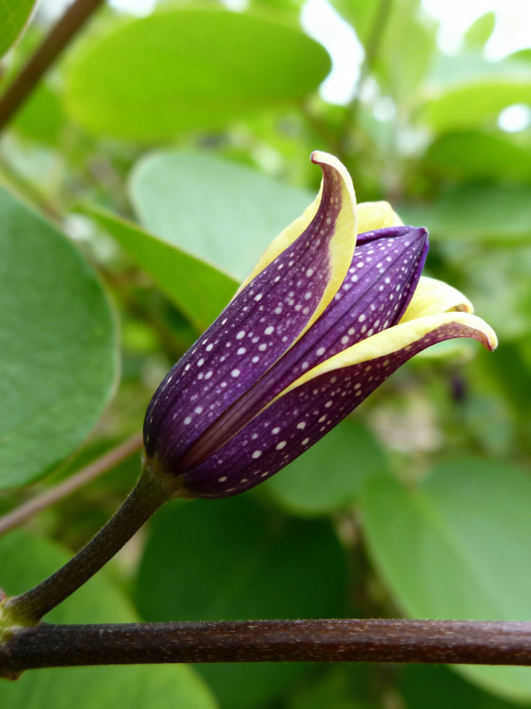 Purple spotted flower bud with yellow accents among green leaves