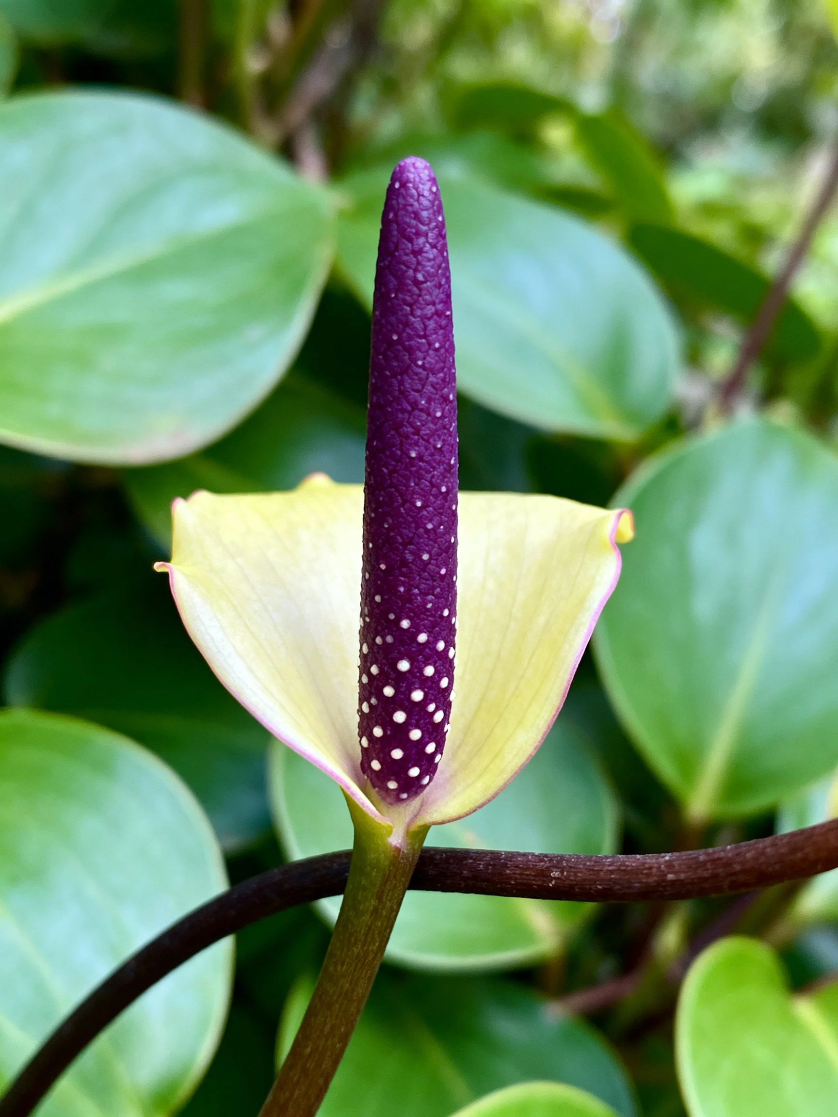 Purple spotted spadix of an anthurium with pale spathe
