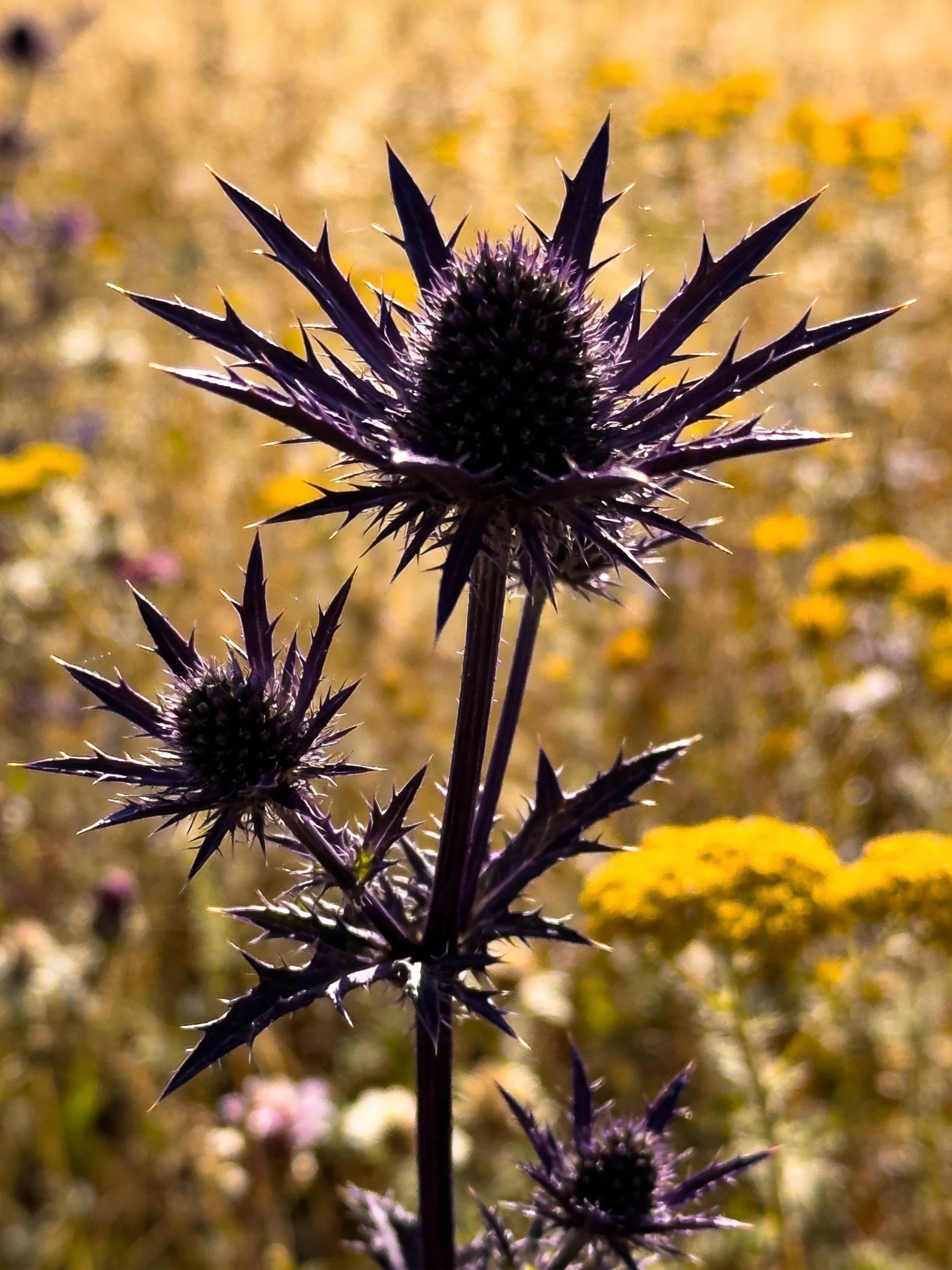 Purple thistle blooms with sharp petals amidst golden wildflowers