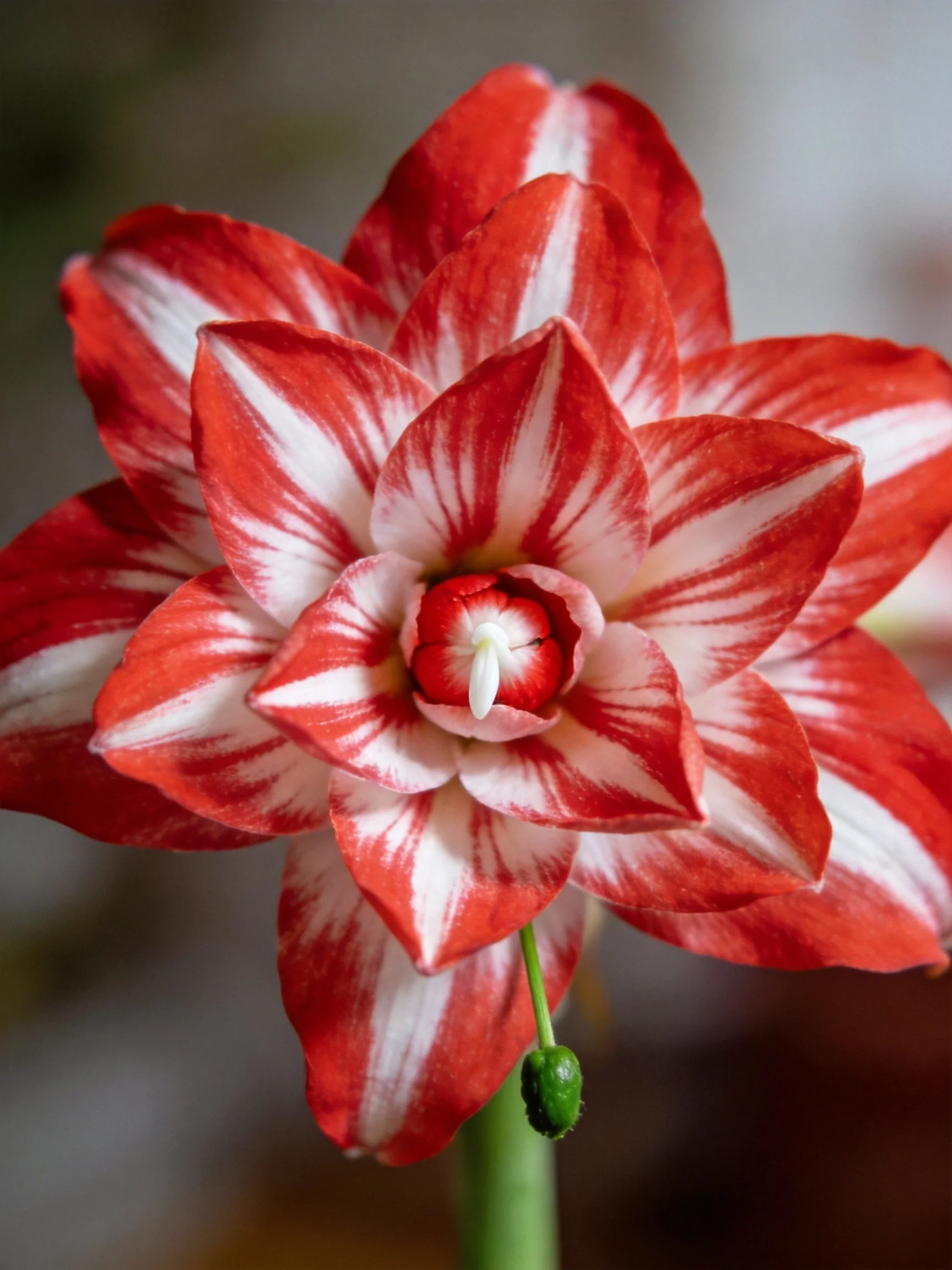 Red and white striped flower with layered petals