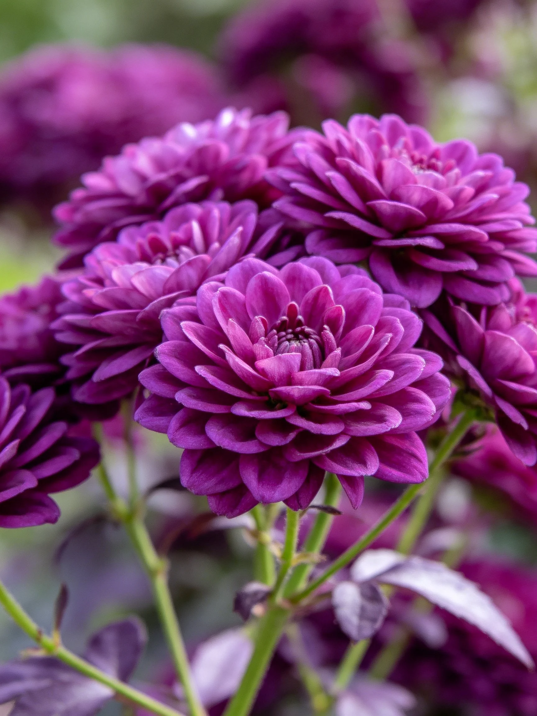 Rich Purple Dahlia Cluster with Layered Petals