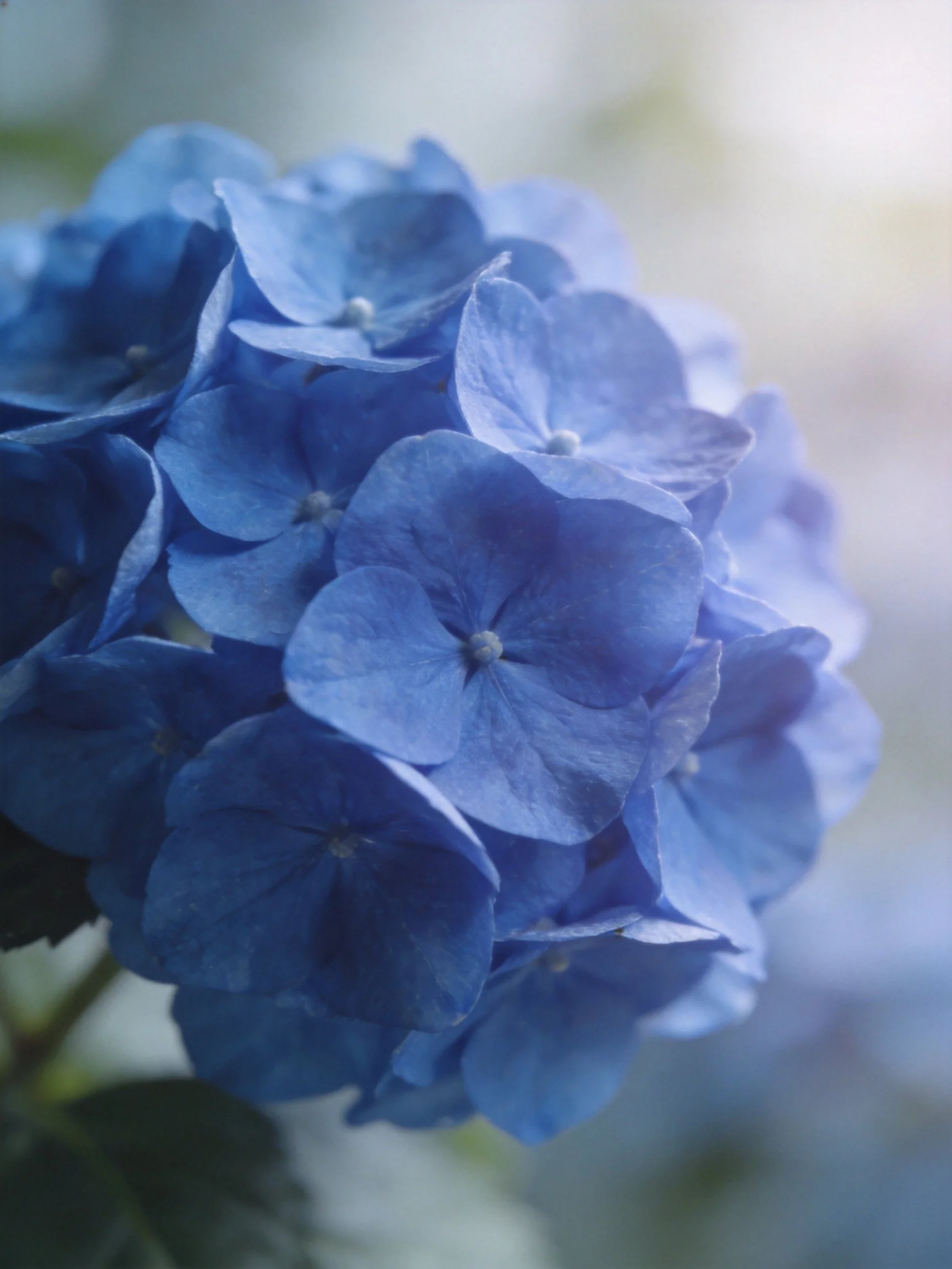 Rich blue hydrangea blooms with soft bokeh backdrop