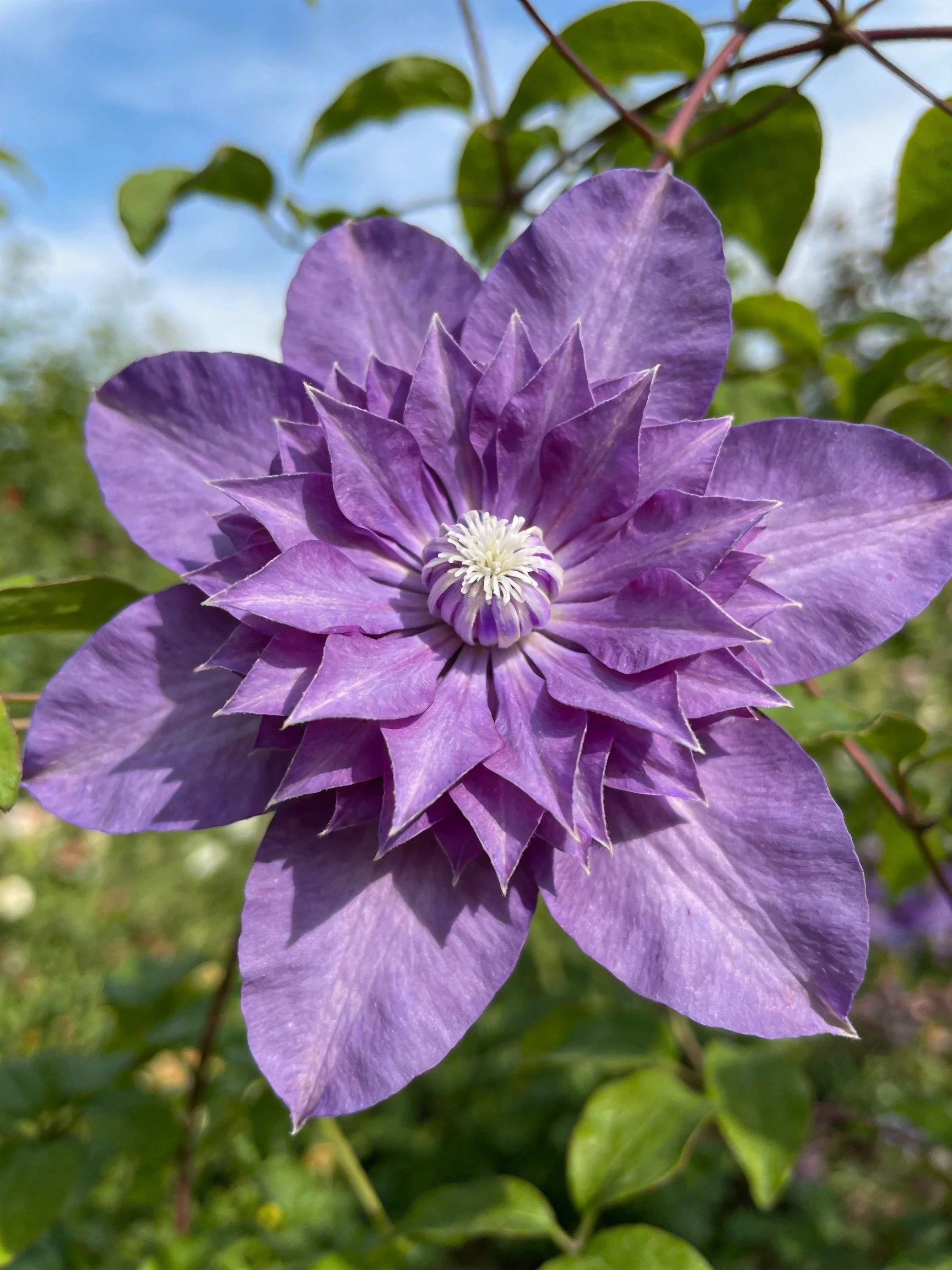Rich lavender clematis flower with layered petals