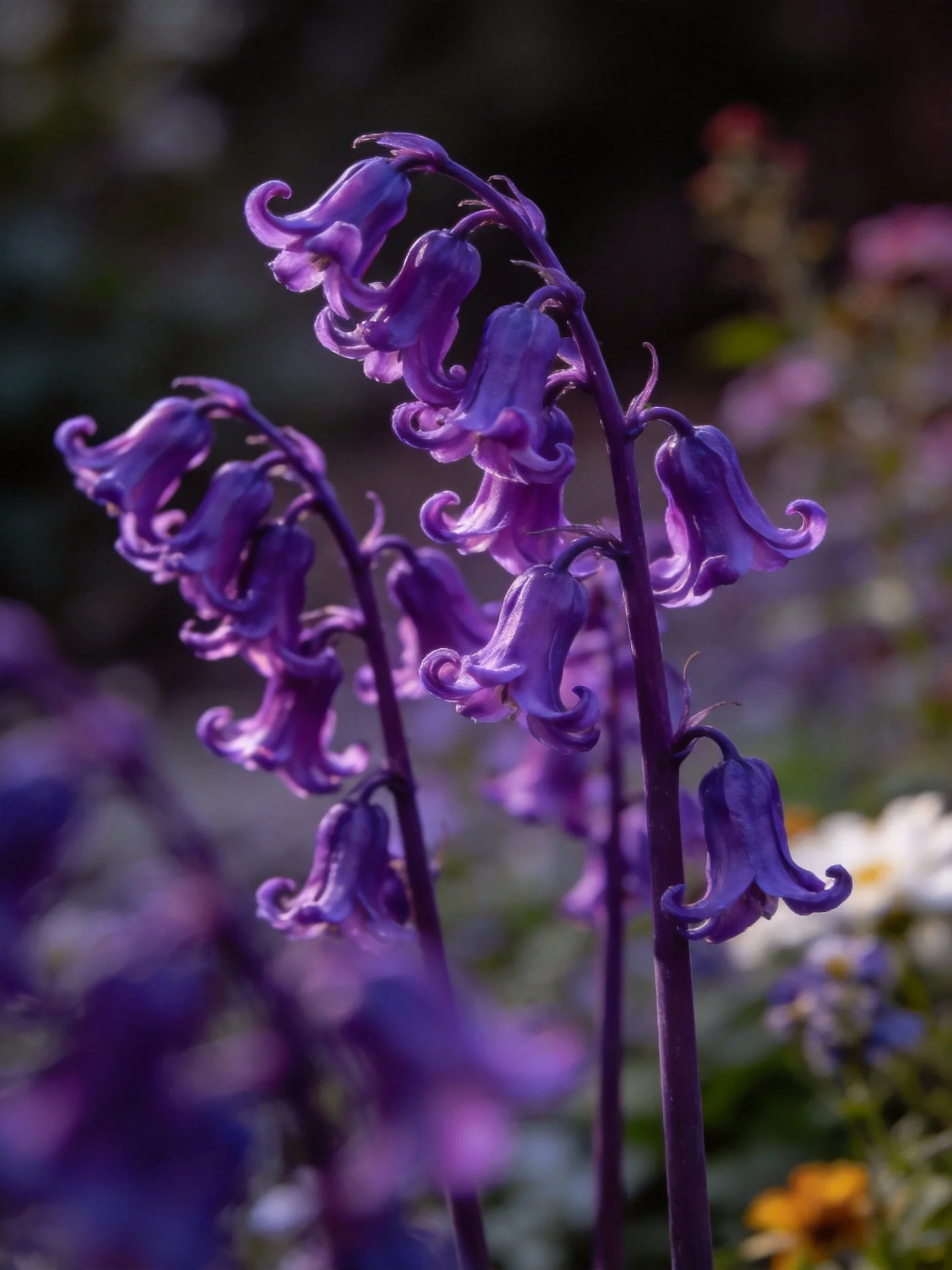 Rich purple bell-shaped flowers with curved petals