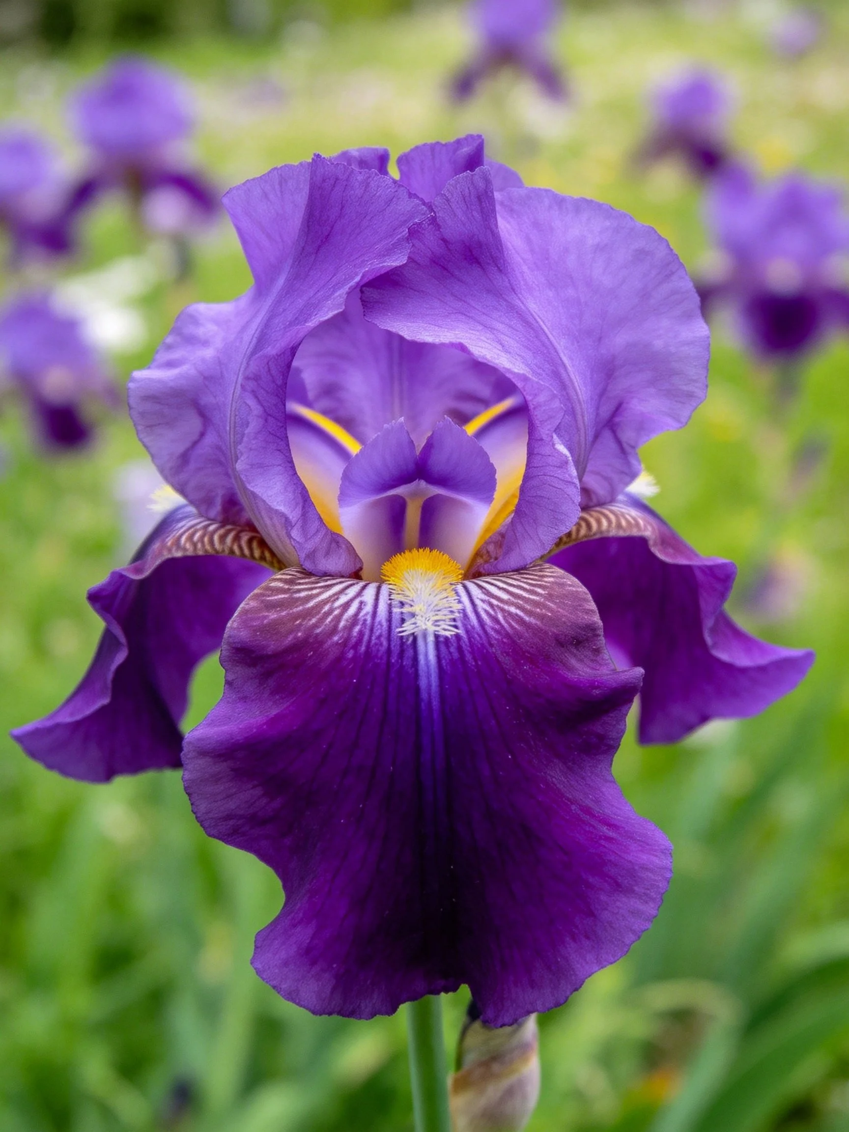 Rich purple iris flower with yellow accents in a garden