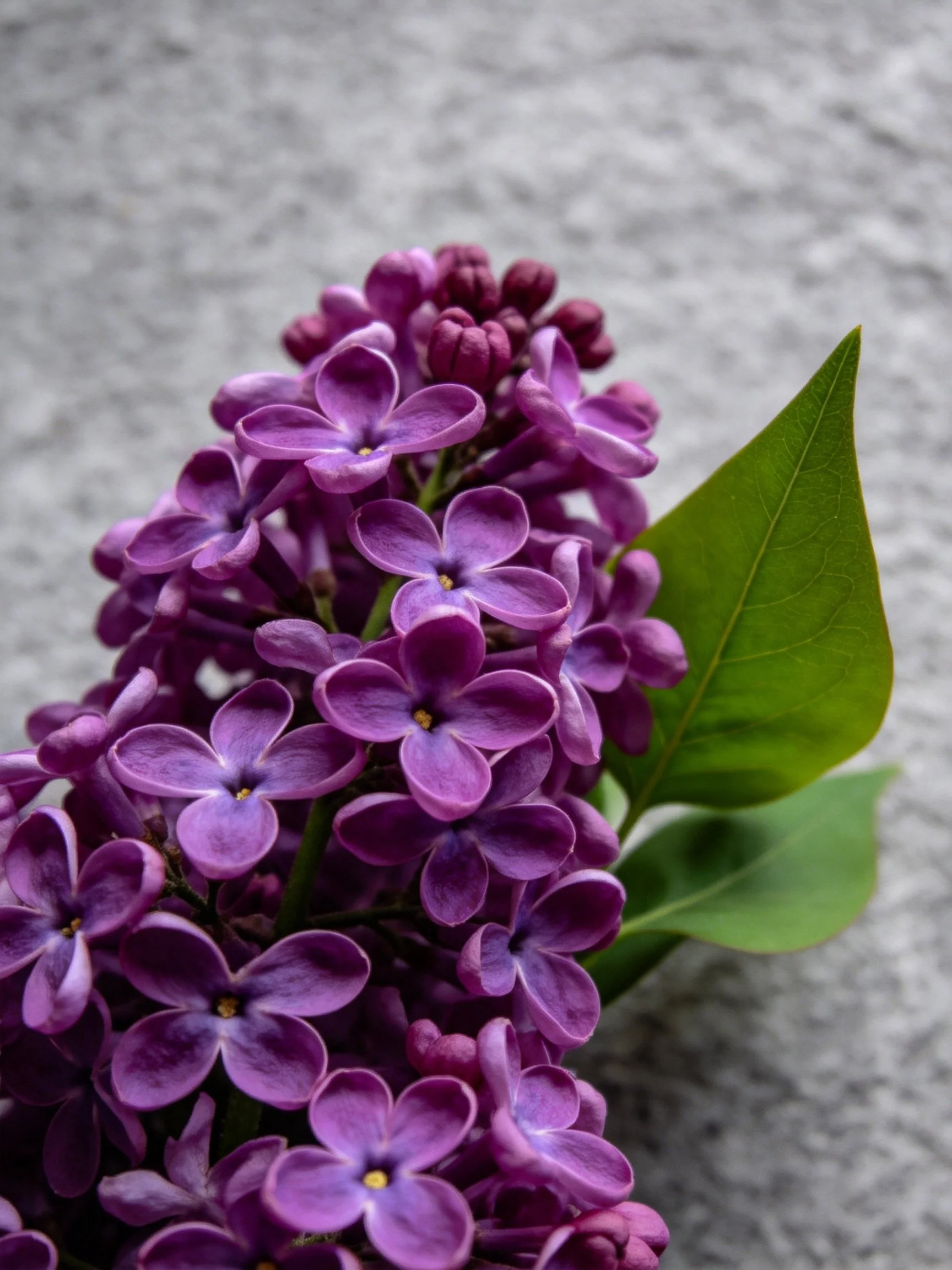 Rich purple lilac blooms with bright green leaves on gray surface