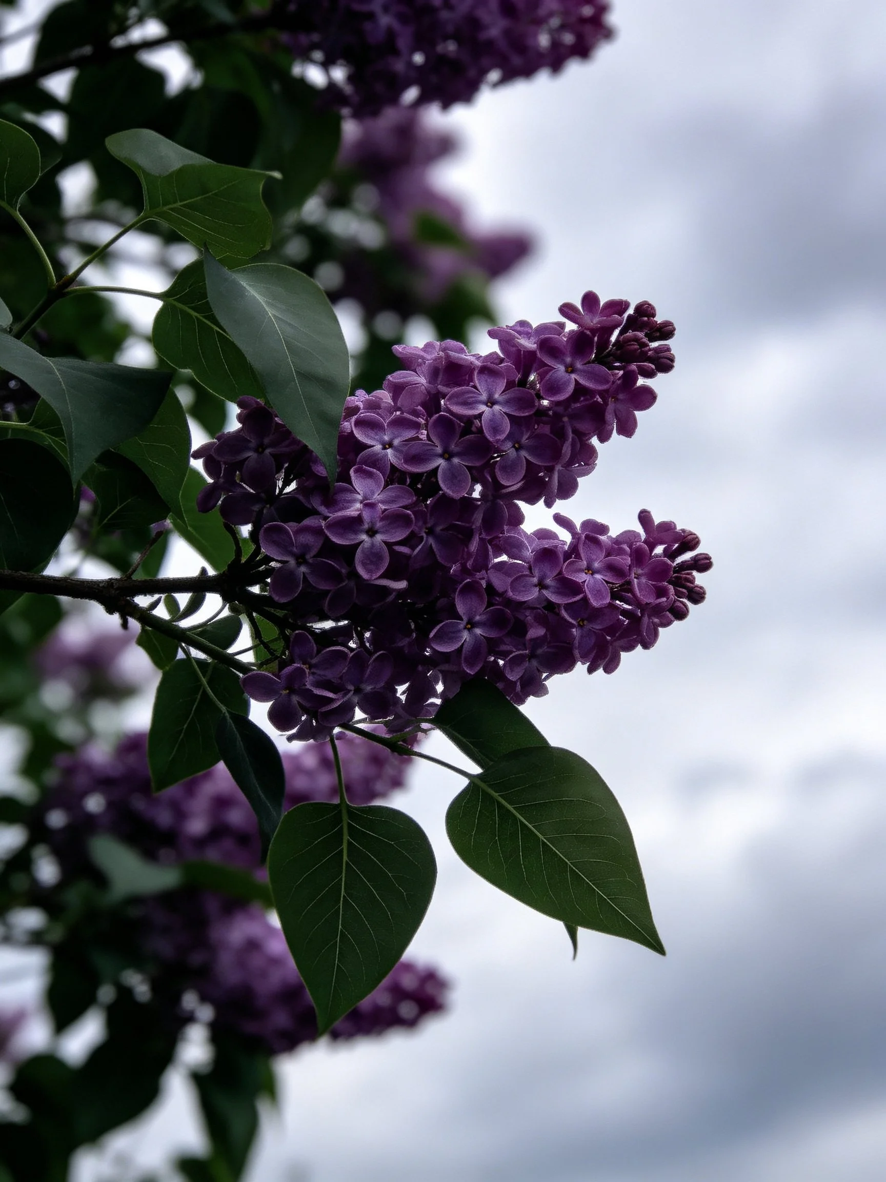 Rich purple lilac clusters with dark green leaves under overcast sky