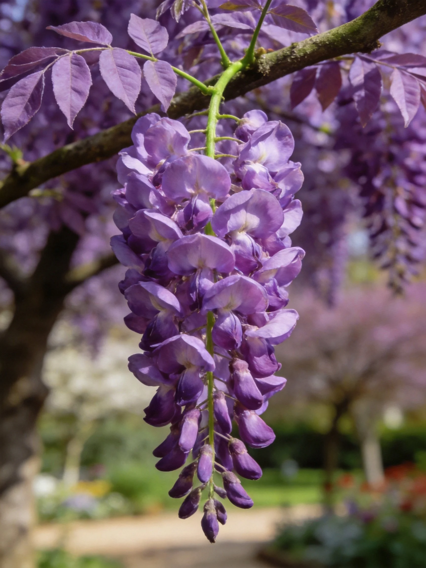 Rich purple wisteria flower clusters cascade from tree branches