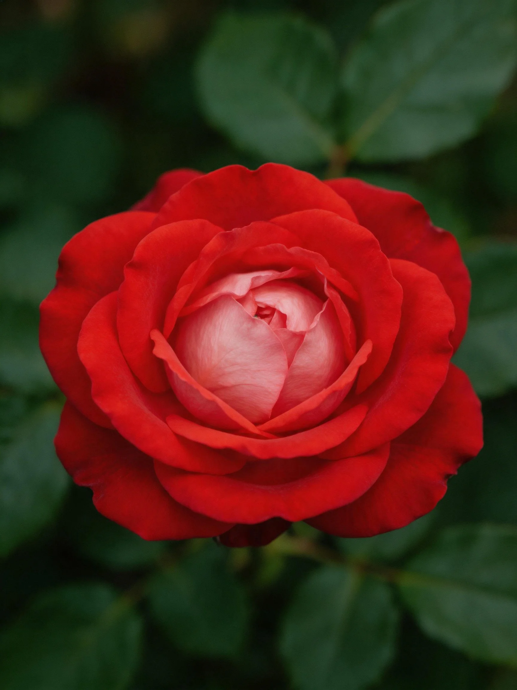 Rich red rose in full bloom with dark green foliage