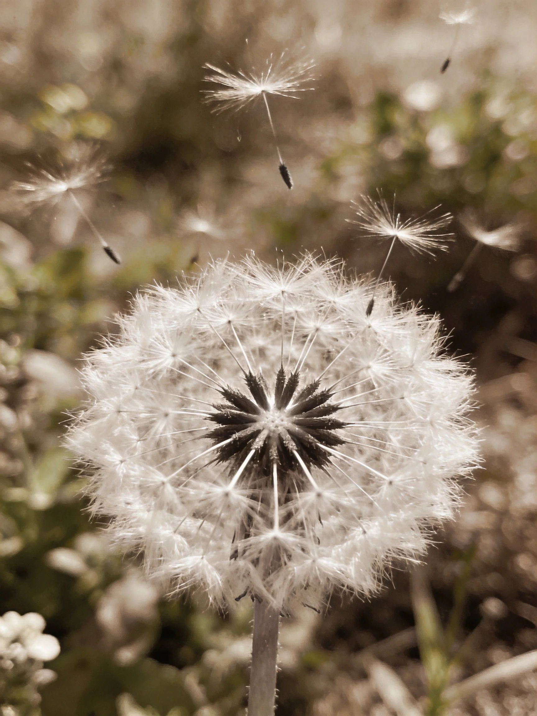 Sepia-toned dandelion with floating seed parachutes