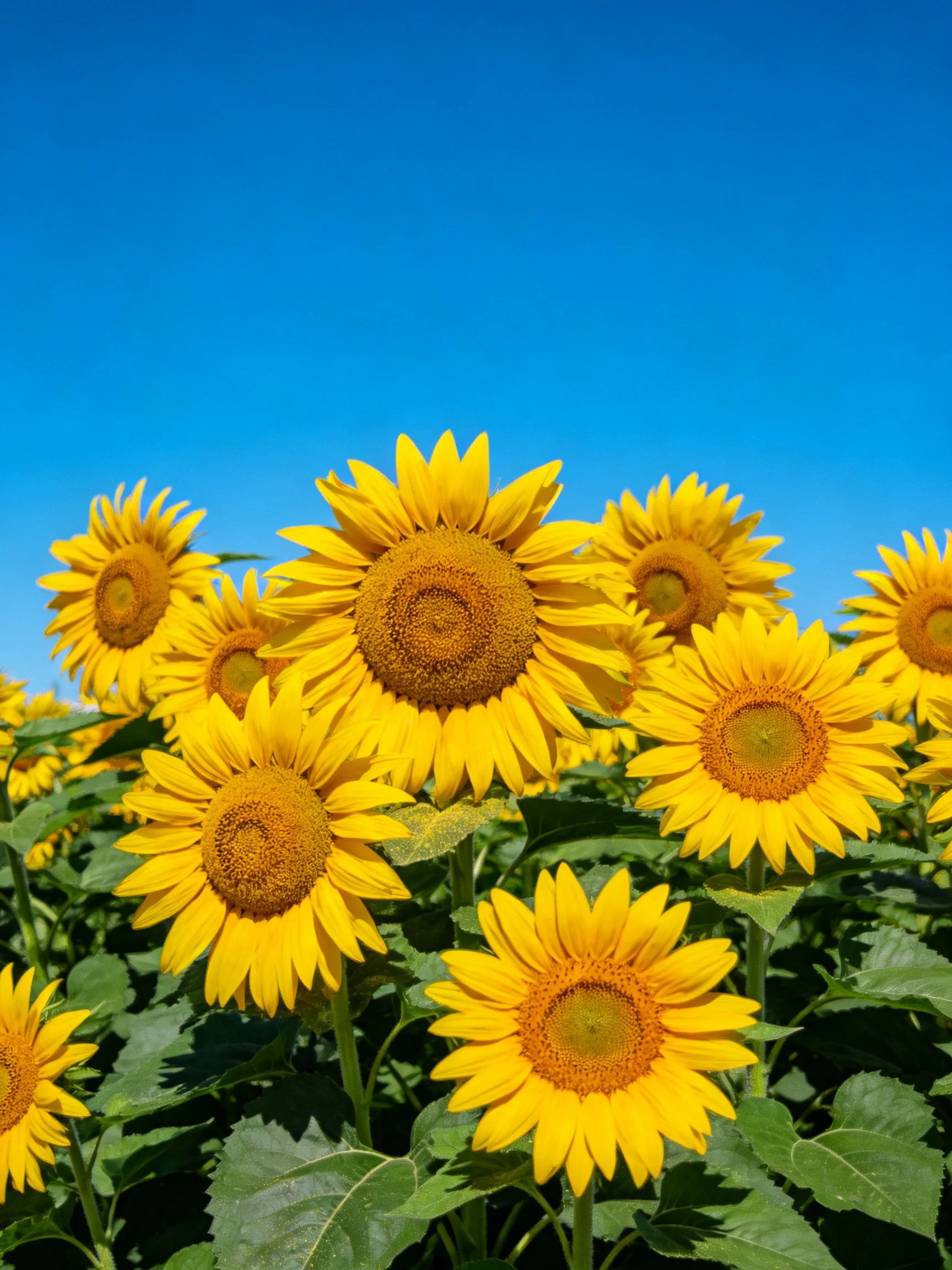 Several bright yellow sunflowers with green foliage under clear blue sky