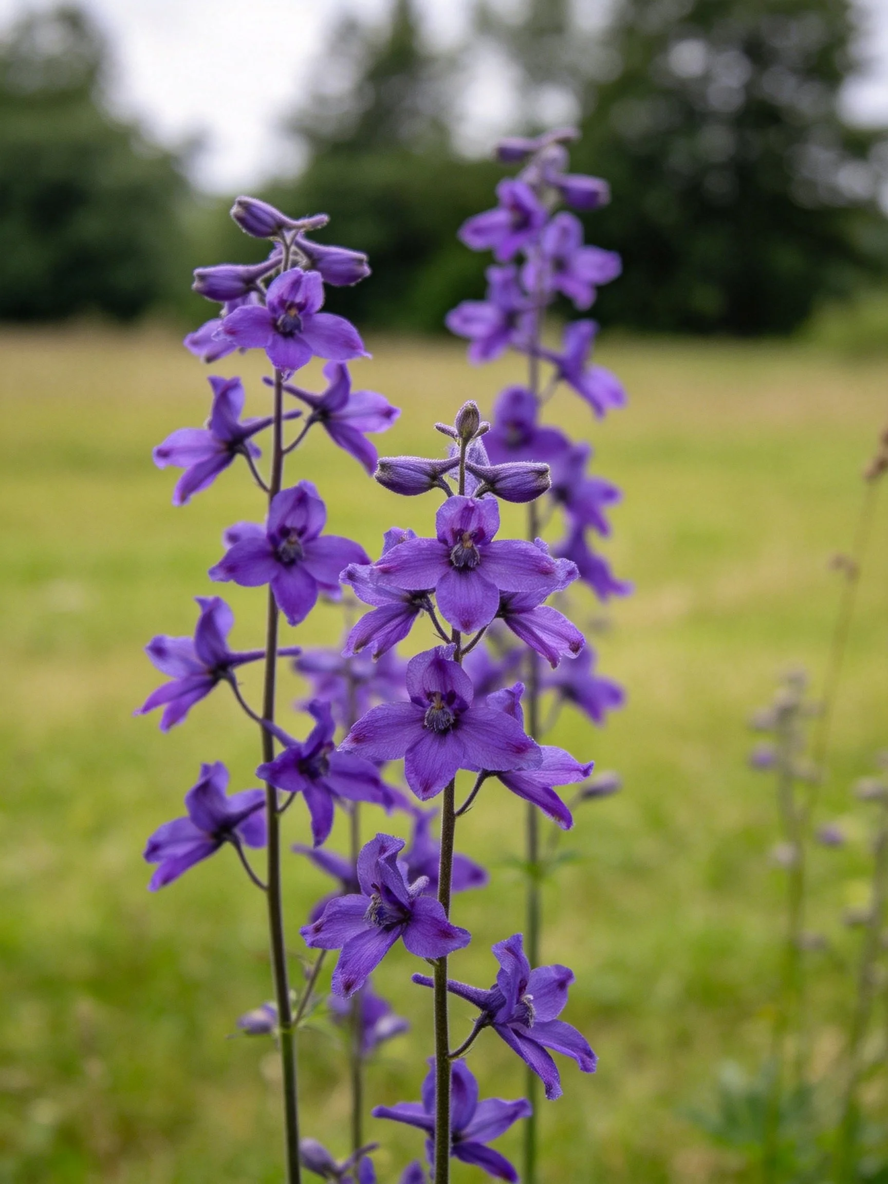 Several tall purple flower stalks bloom in an open meadow