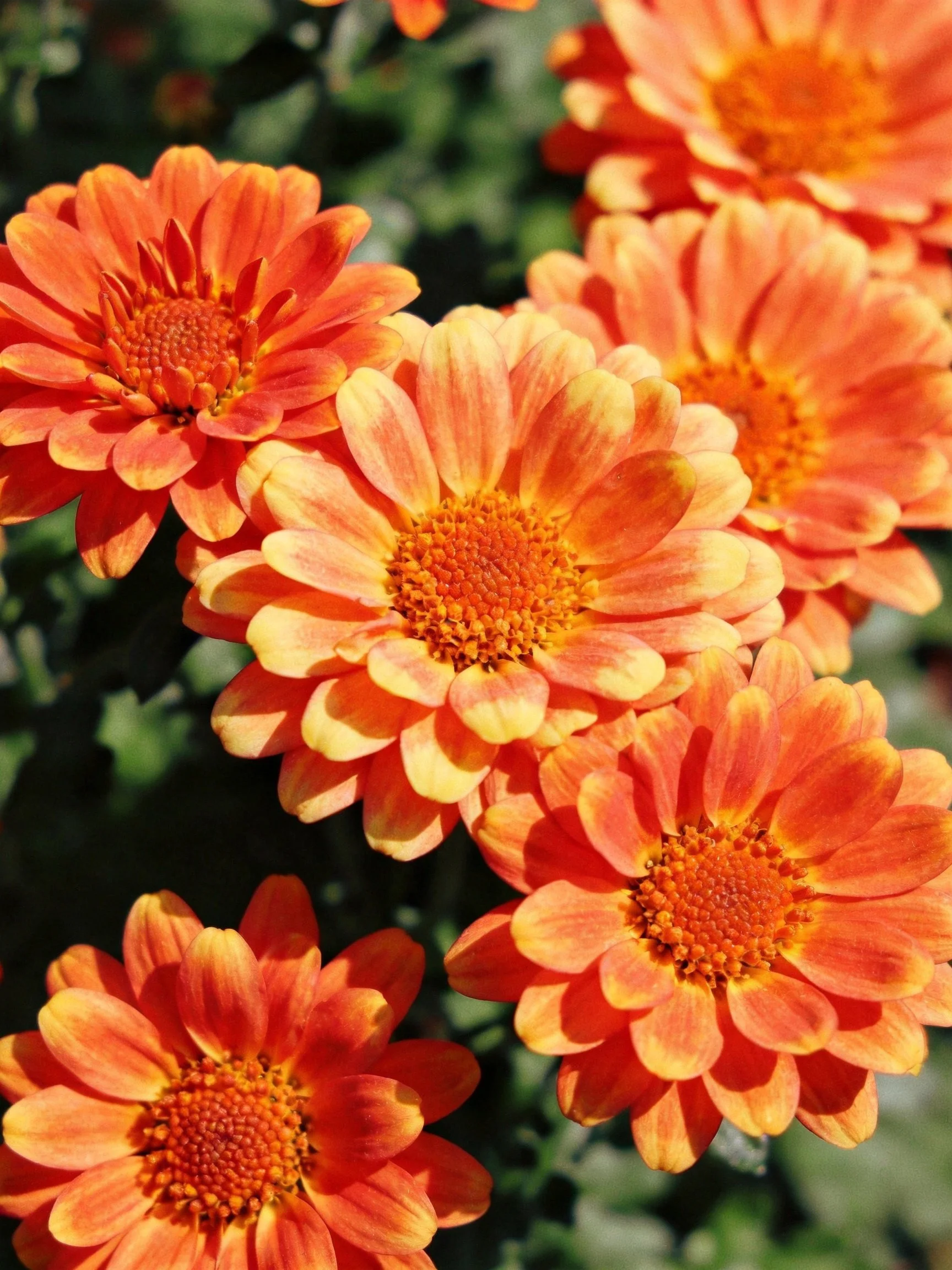 Several vibrant orange-yellow flowers clustered among green foliage