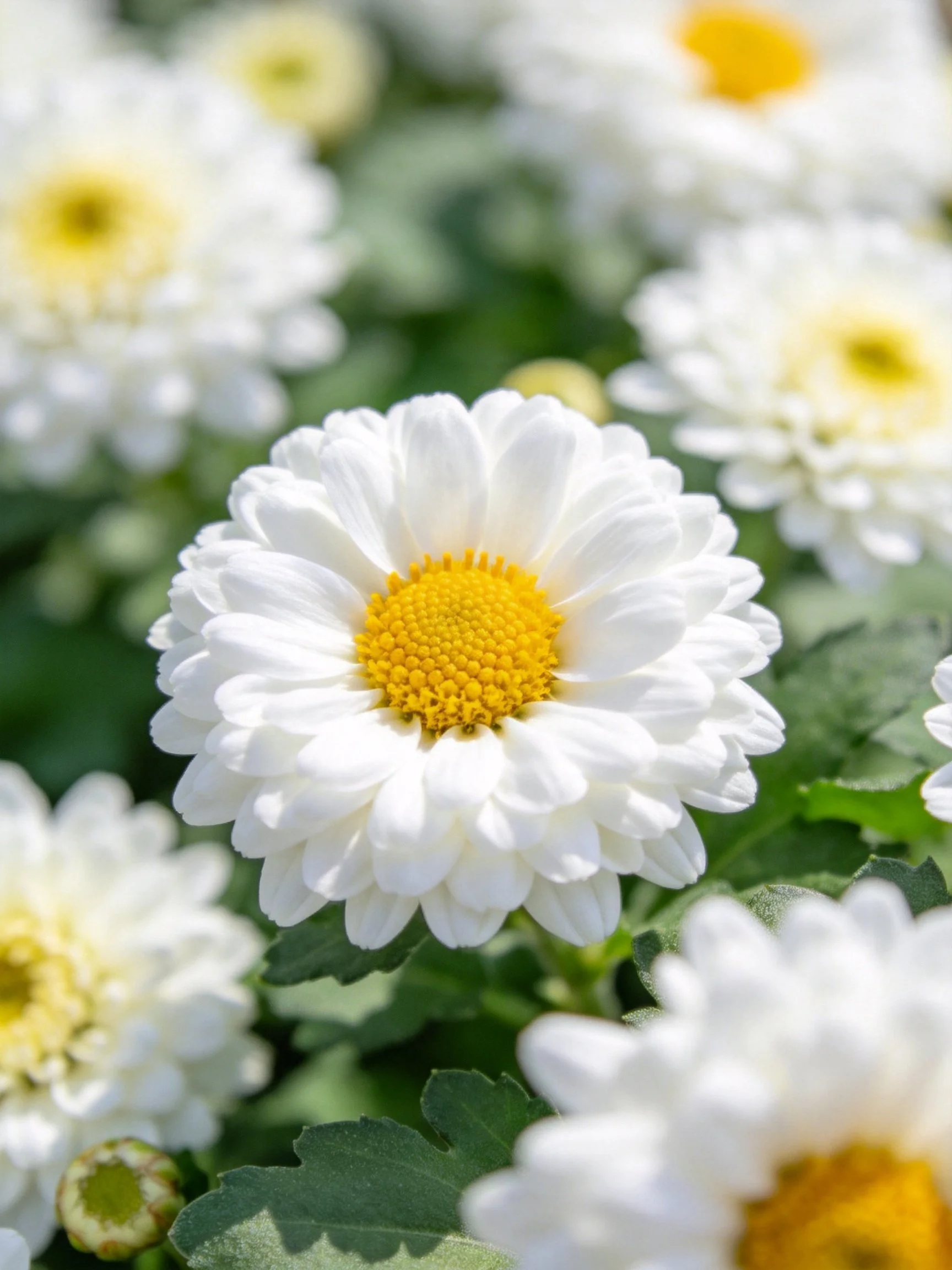 Several white chrysanthemums with yellow centers amid green foliage