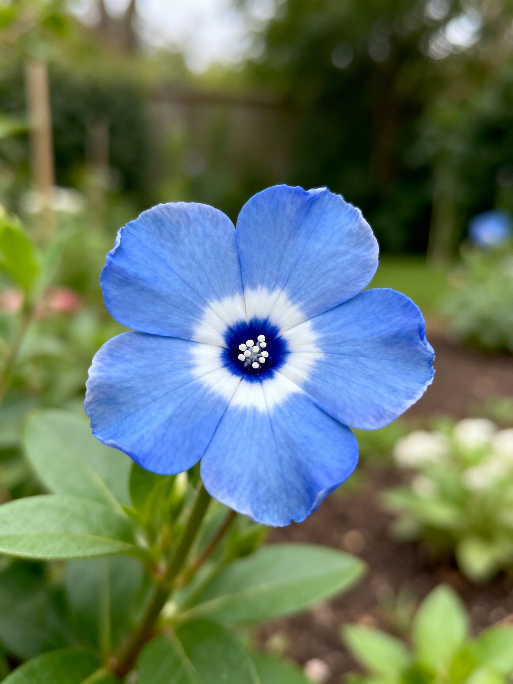 Single blue flower with white and dark blue center in garden