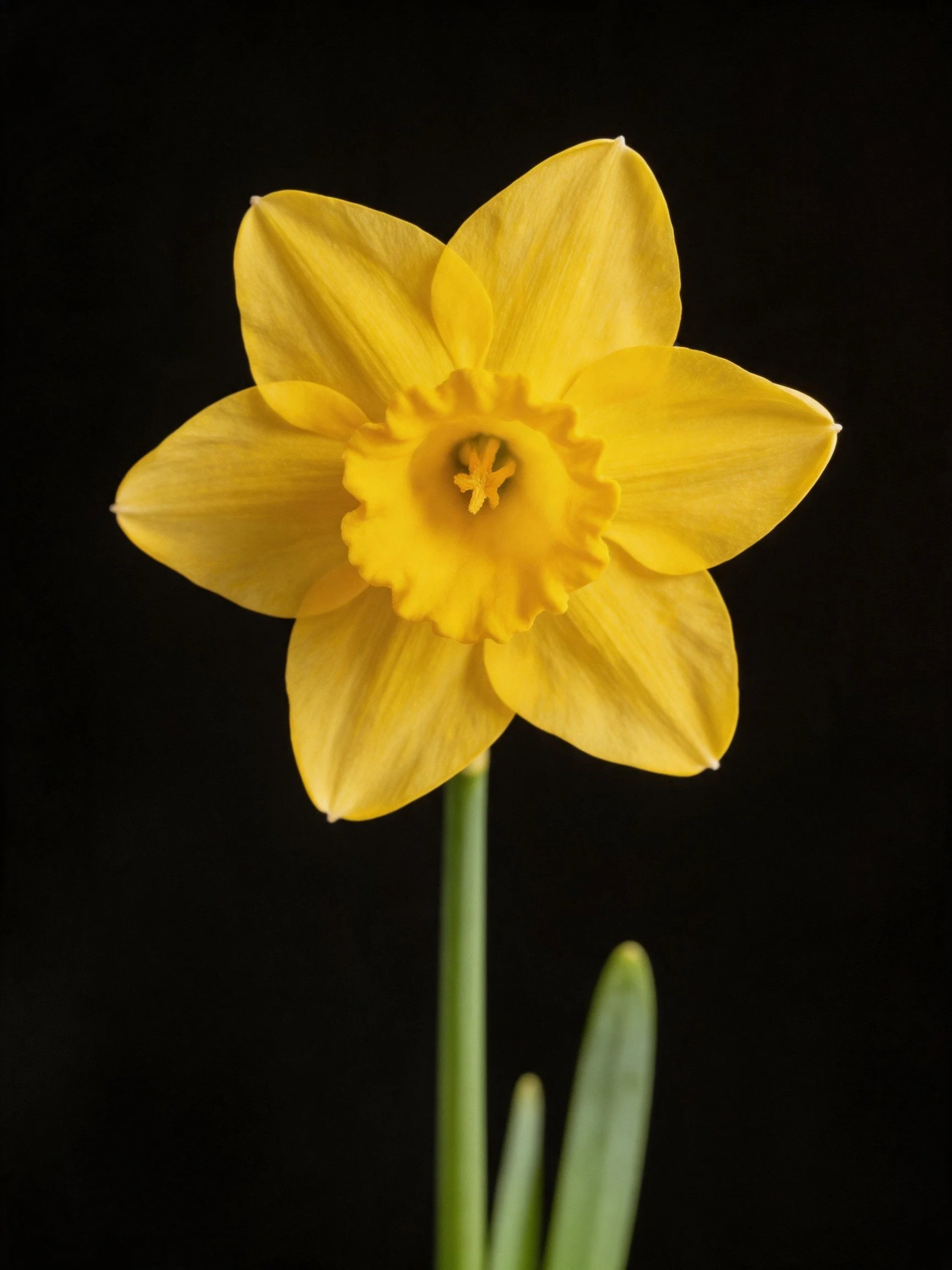 Single bright yellow daffodil with ruffled center, dark backdrop