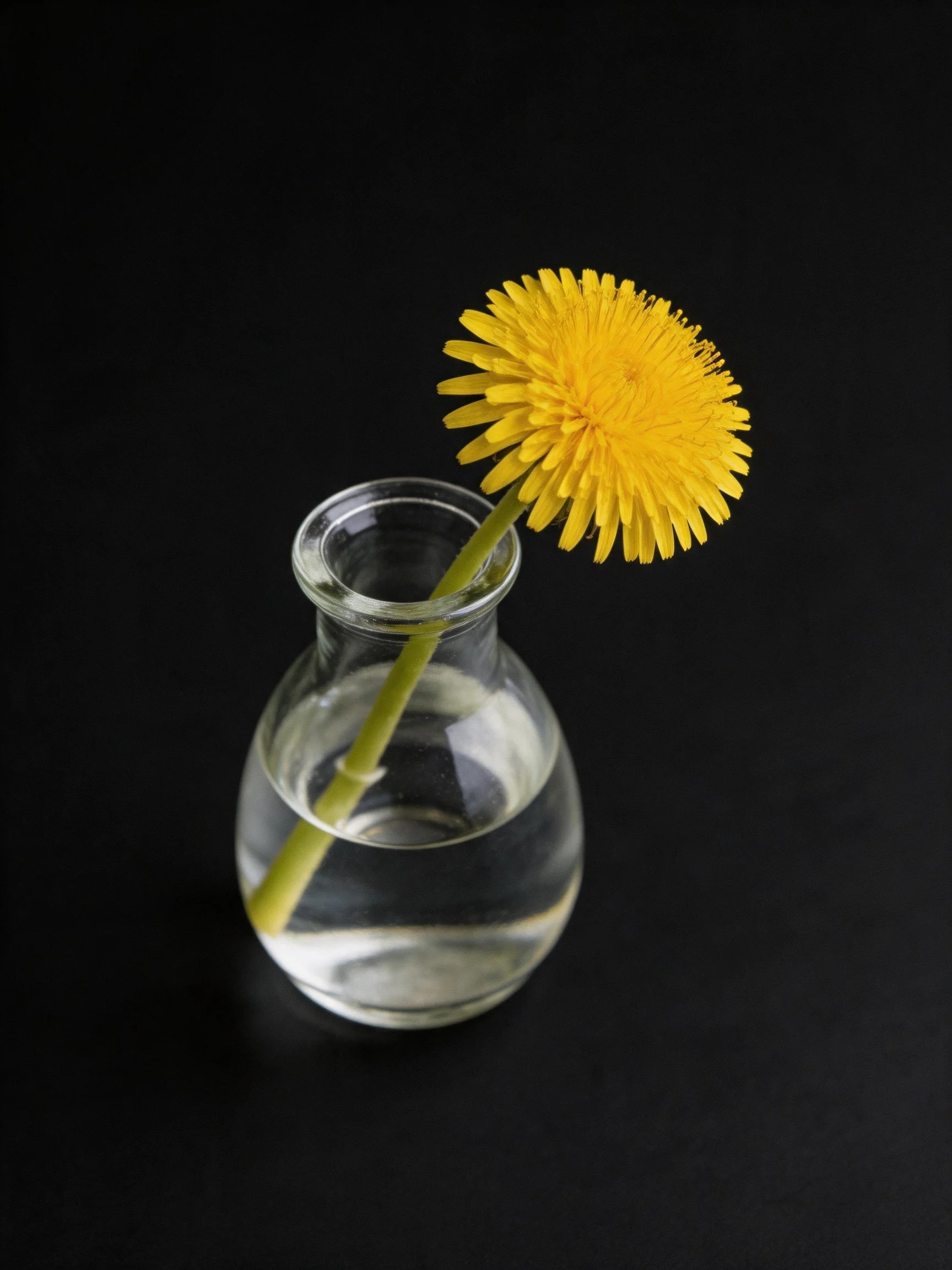 Single bright yellow dandelion in small glass vase with water