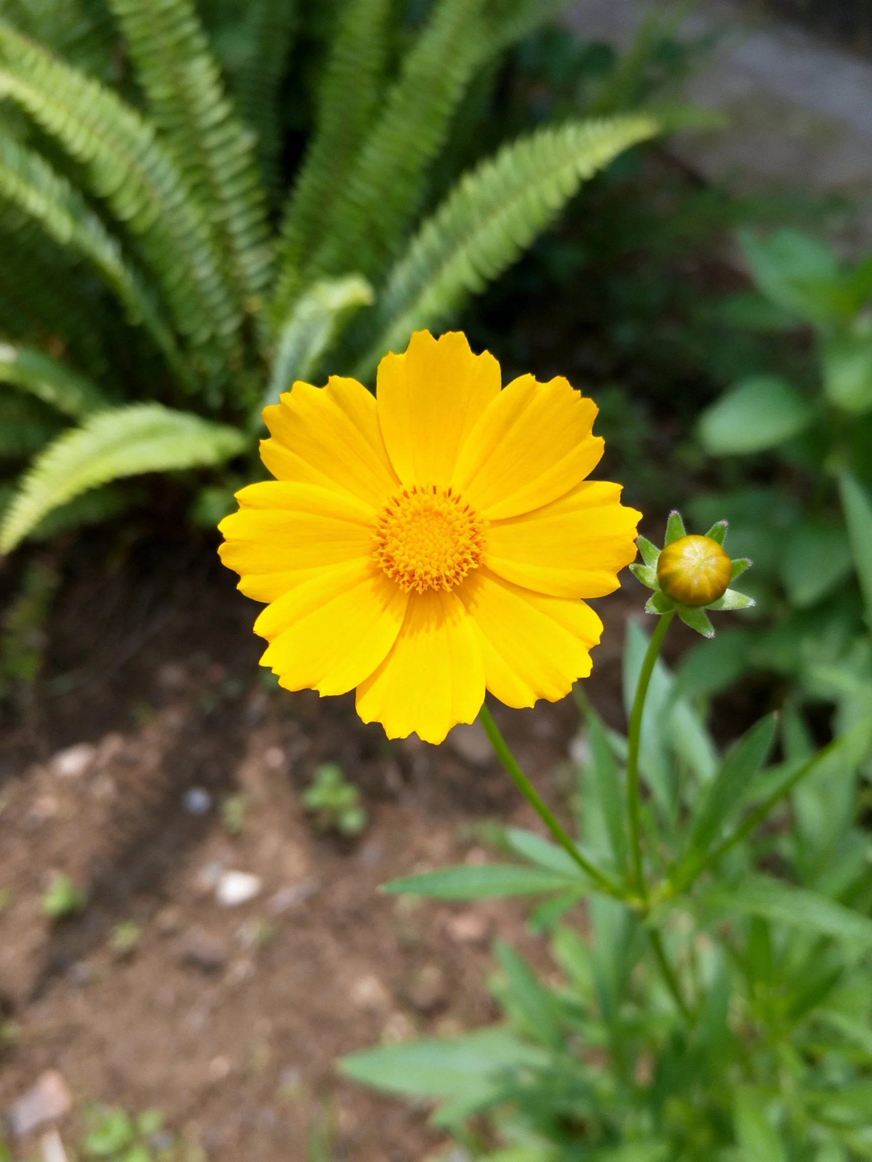 A single bright yellow flower is near green ferns.