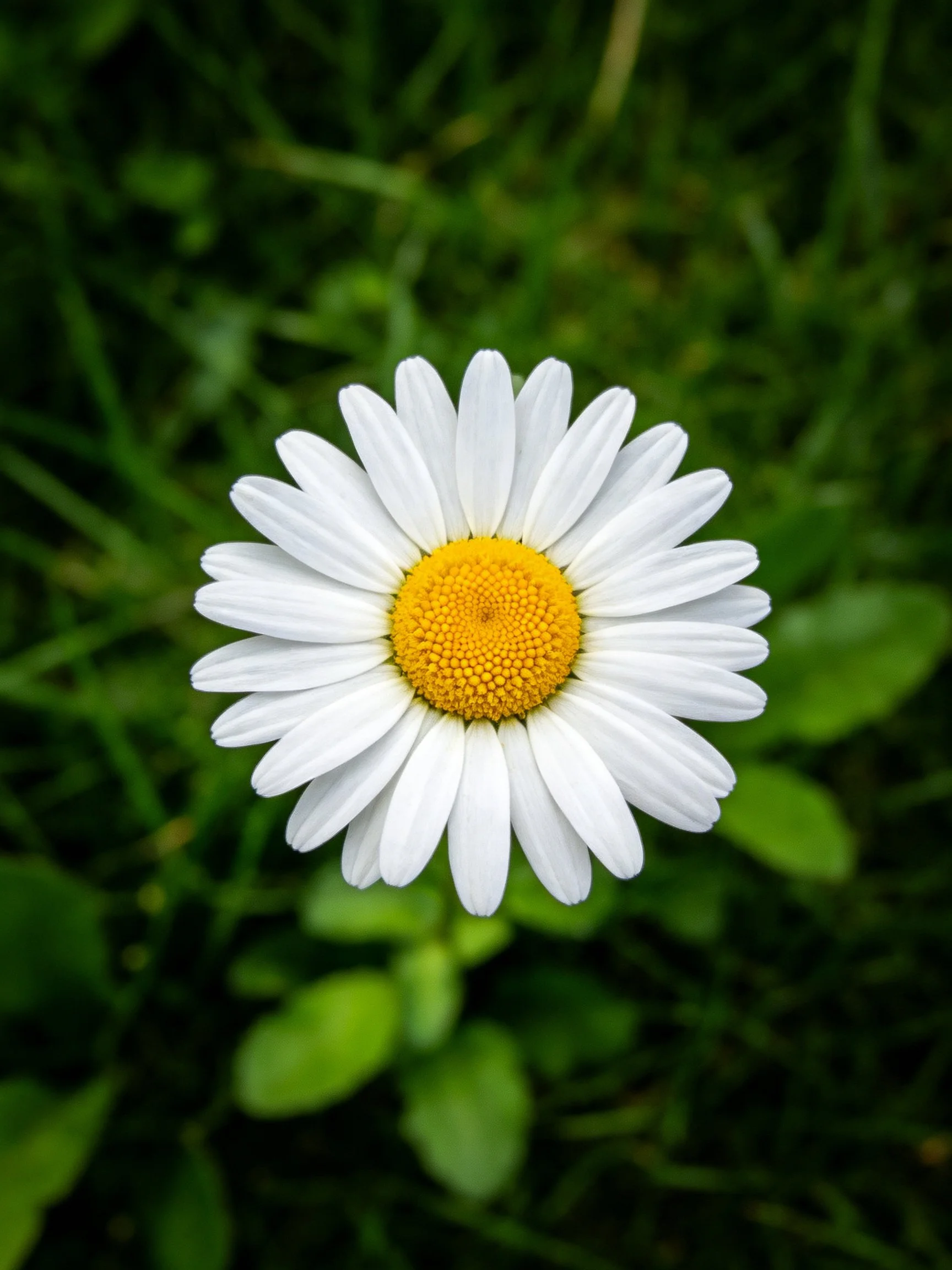 Single daisy flower with white petals and golden yellow center amid dark green vegetation.