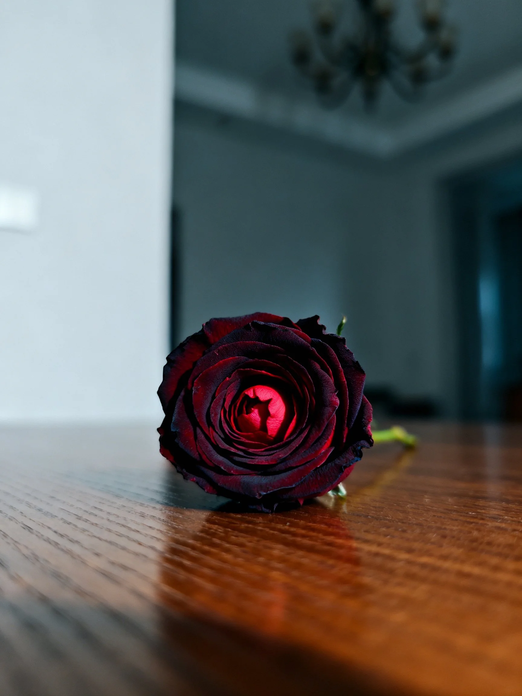 Single dark red rose on polished wooden table