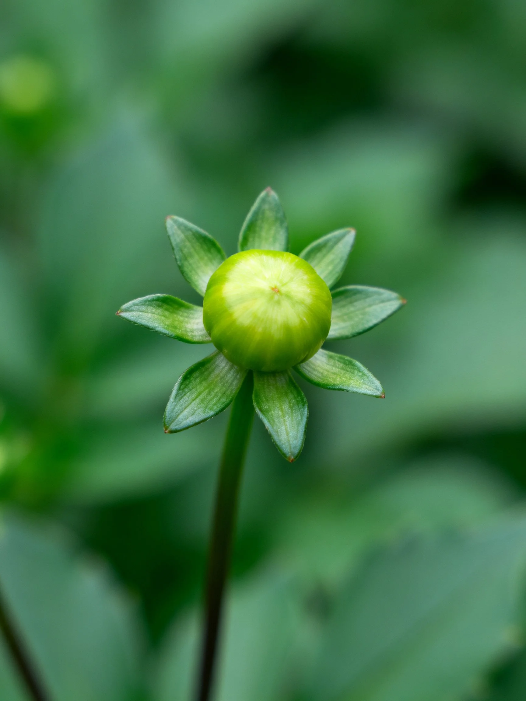 Single green flower bud with star-shaped bracts, soft focus background