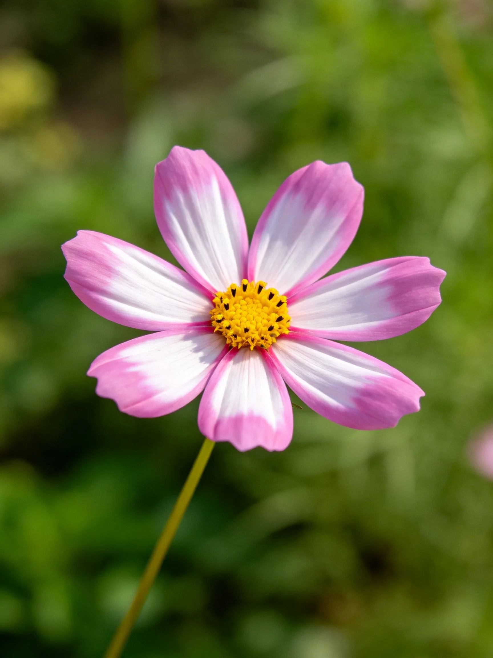 Single pink and white cosmos flower with yellow center