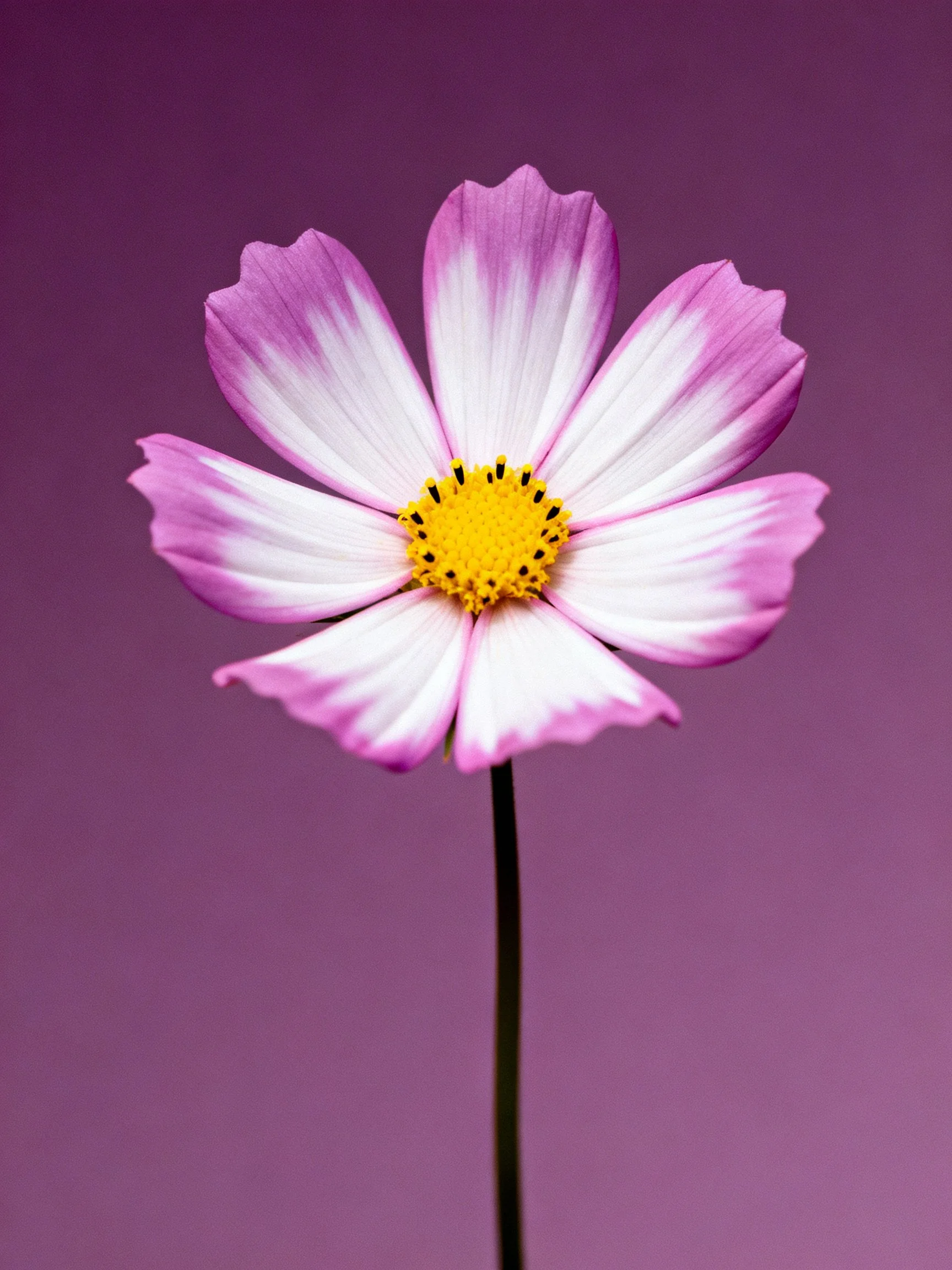 Single pink and white cosmos flower with yellow center