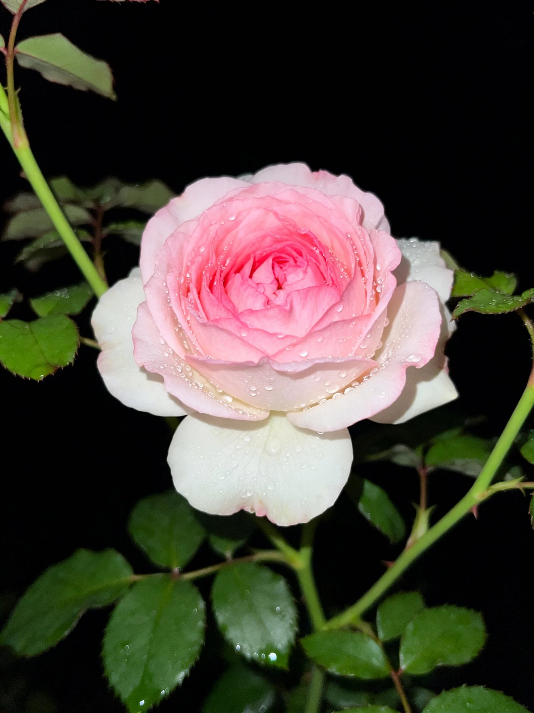 Single pink and white rose with dew drops, green leaves, dark backdrop.