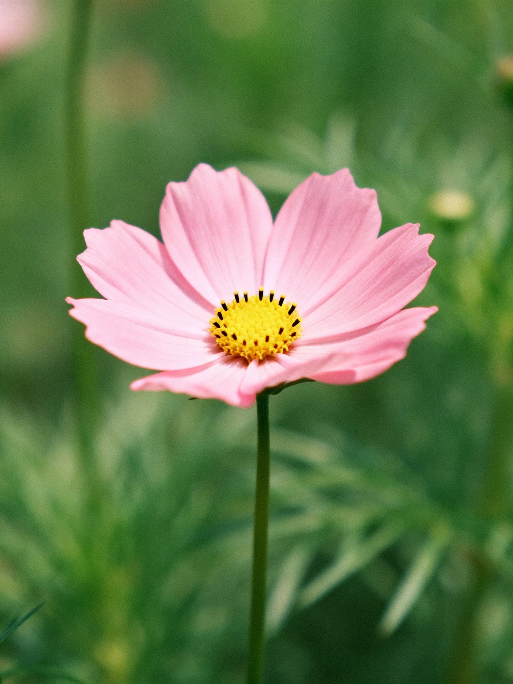 Single pink cosmos flower against blurred green foliage