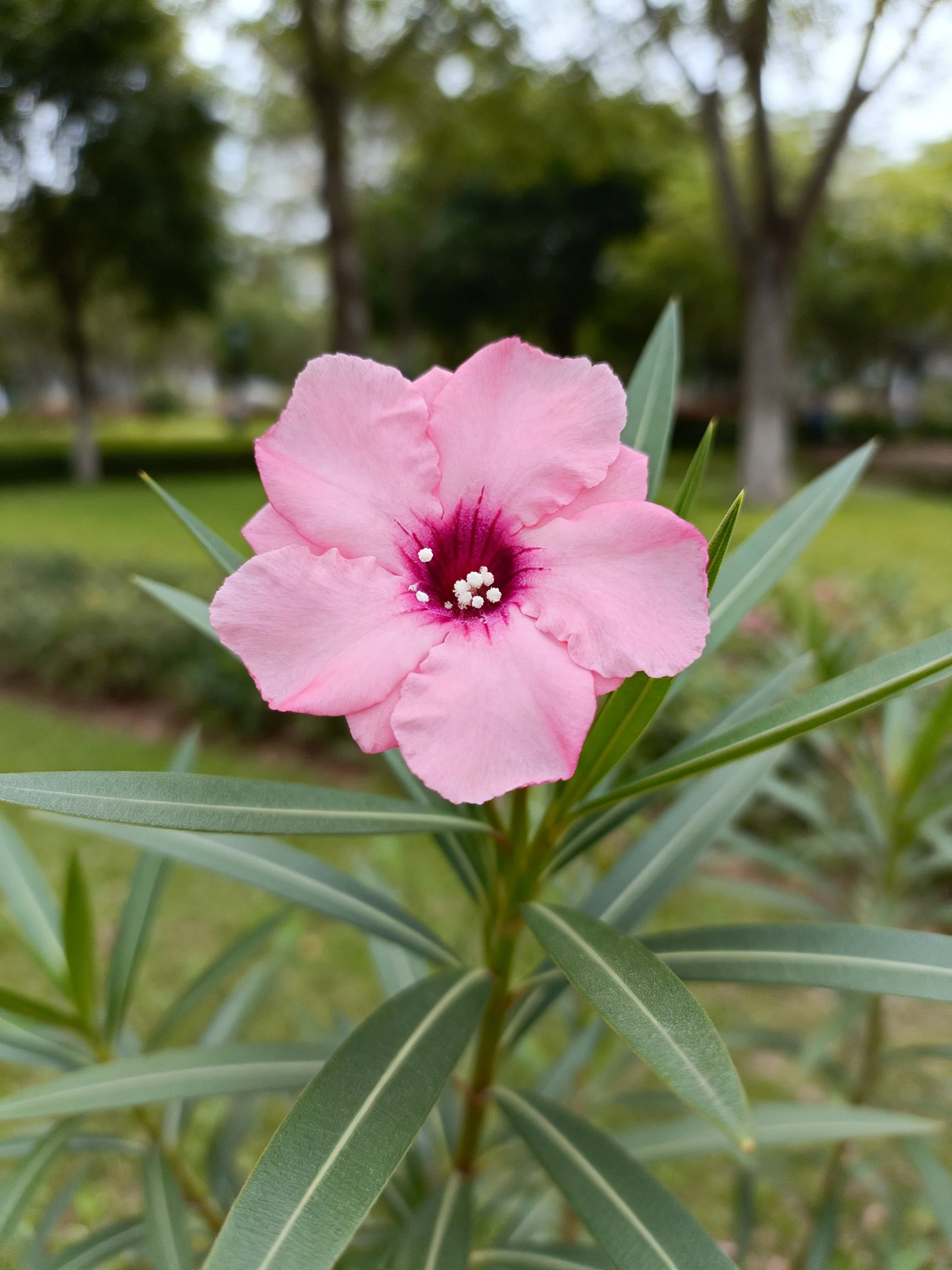 Single pink flower with dark center and elongated green leaves in a park