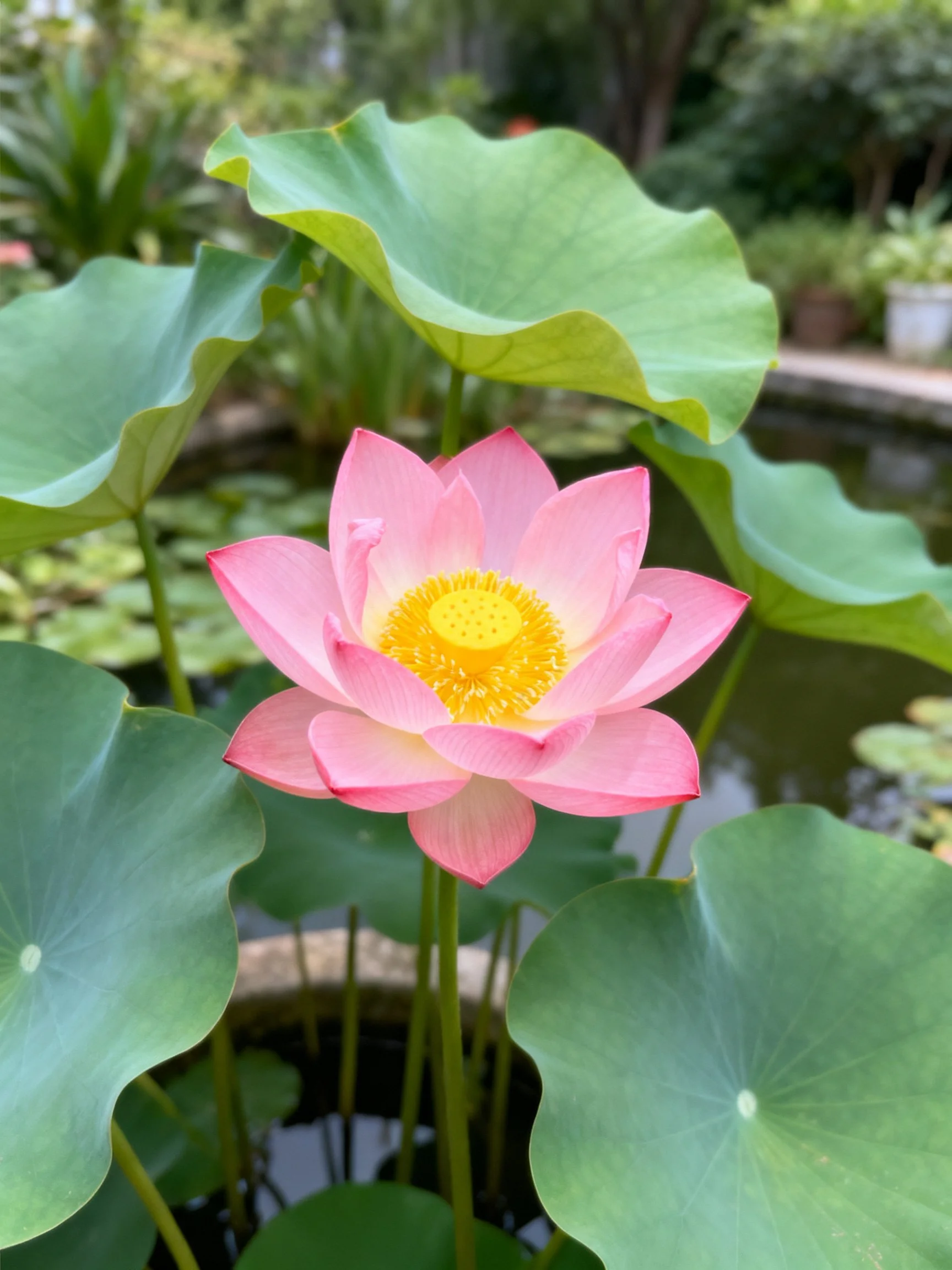 Single pink lotus flower amid large green leaves