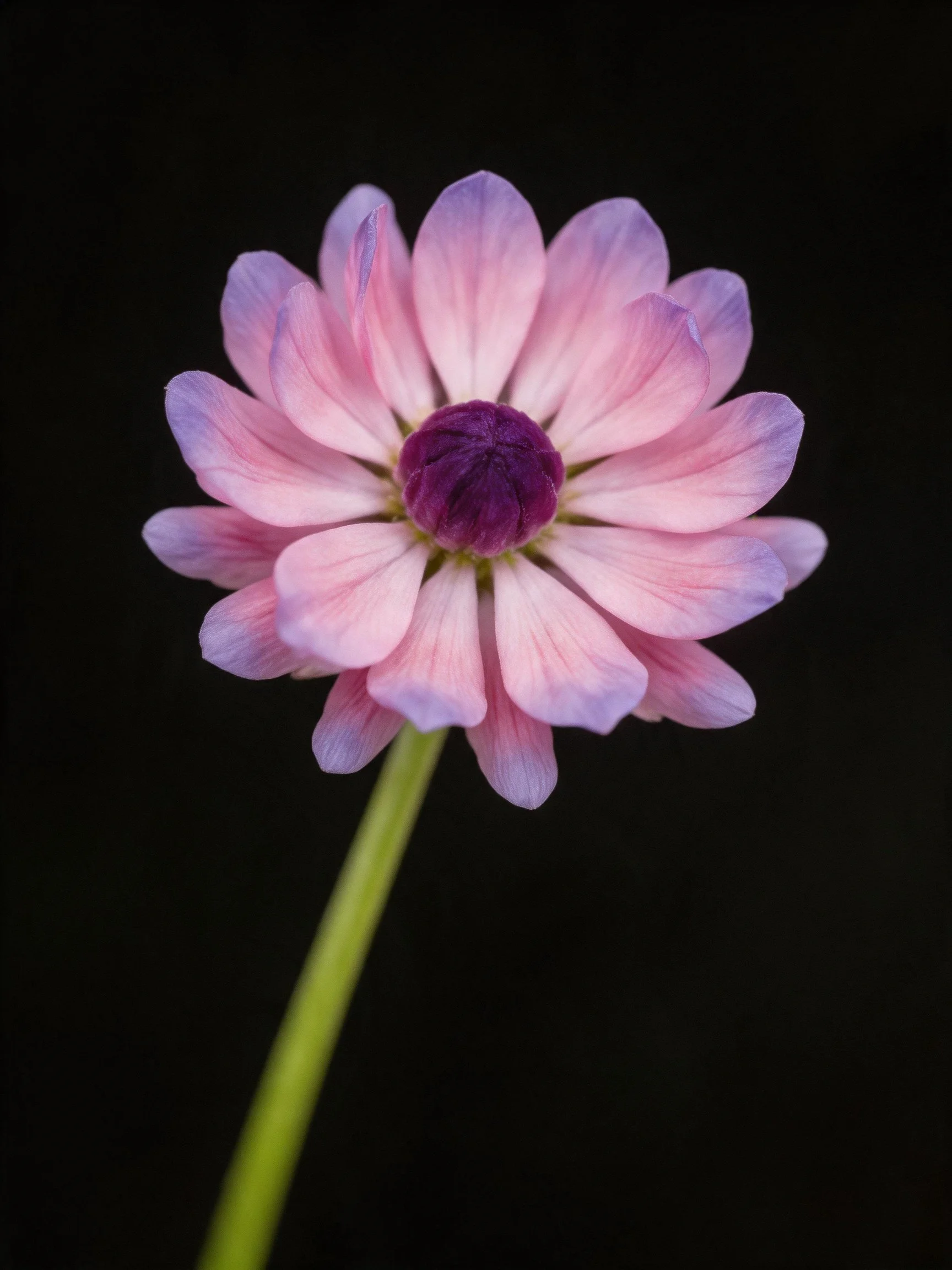 Single pink-purple flower with dark purple center against black background
