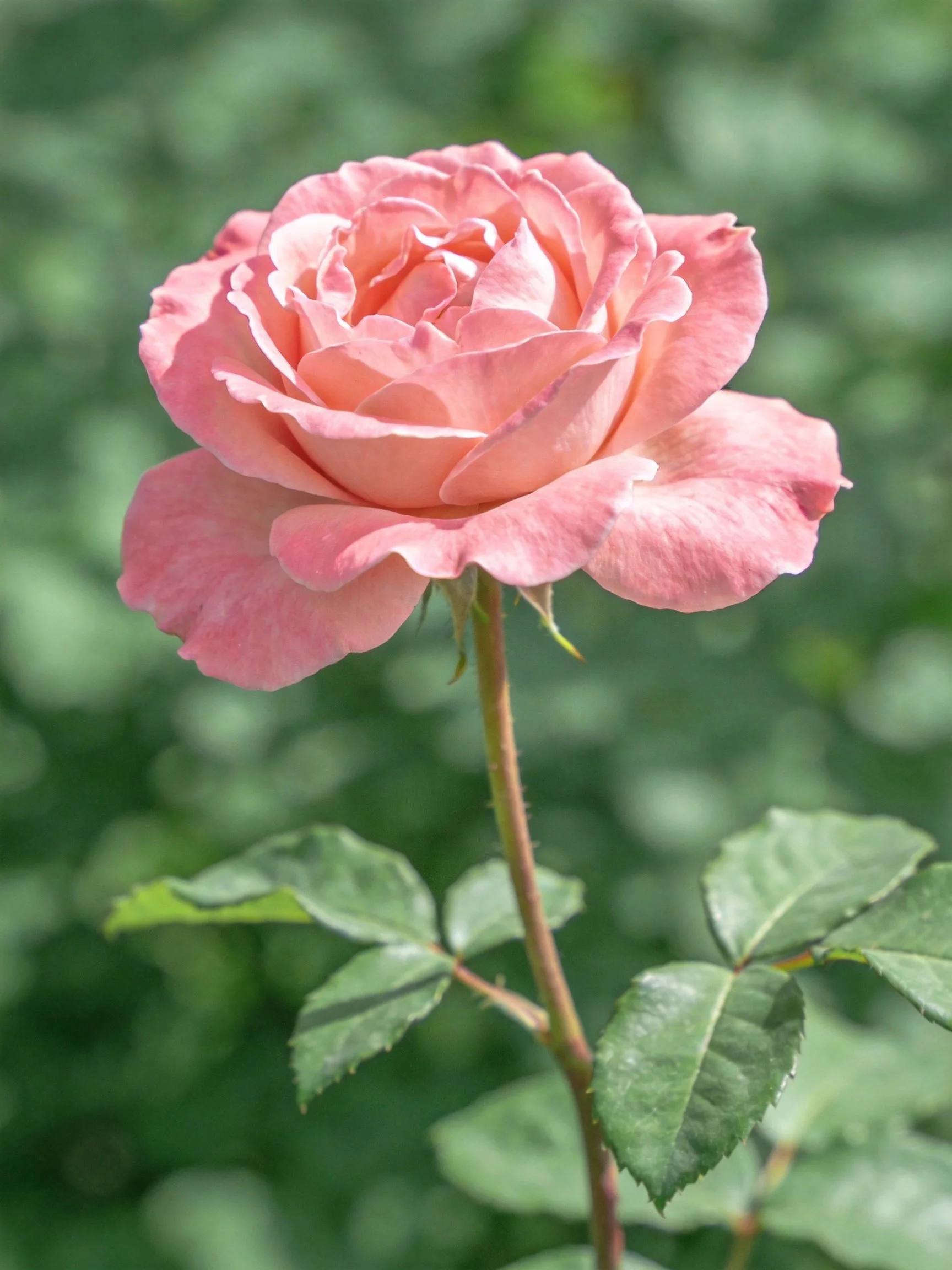 Single pink rose with layered petals and green foliage