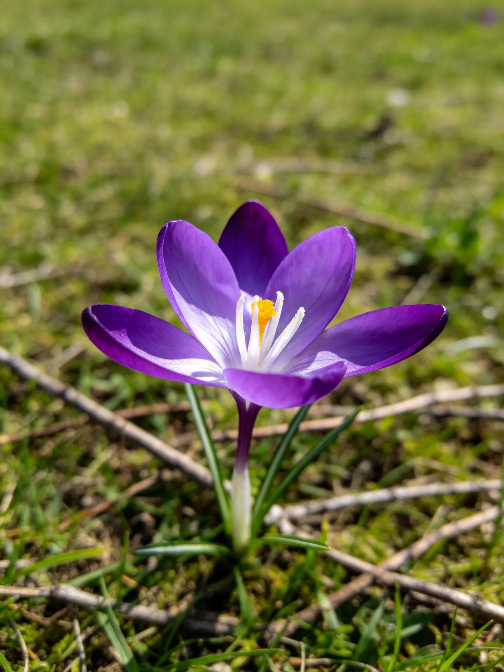 Single purple crocus blooms amid green moss and twigs