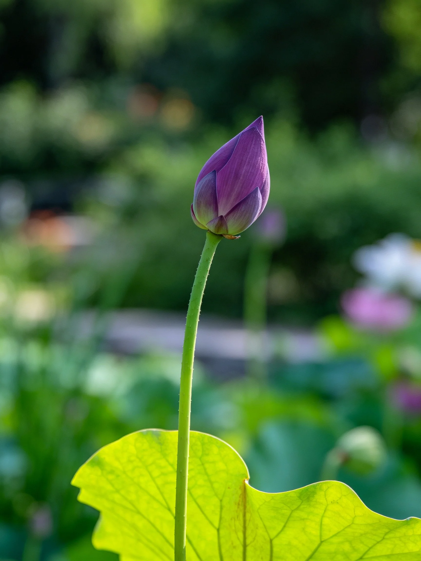 Single purple lotus bud near vibrant green leaf