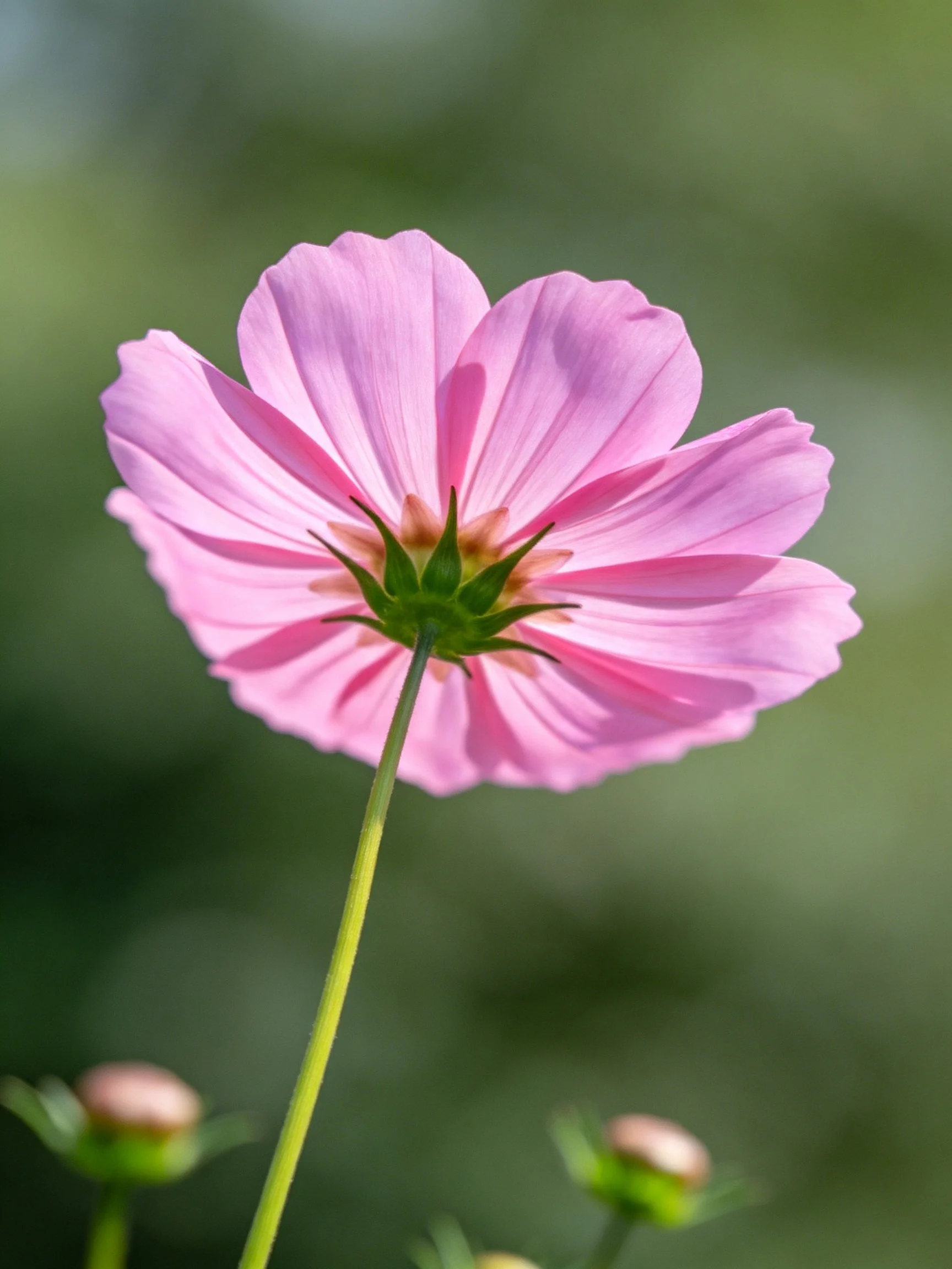 Single vibrant pink cosmos flower with green stem and buds