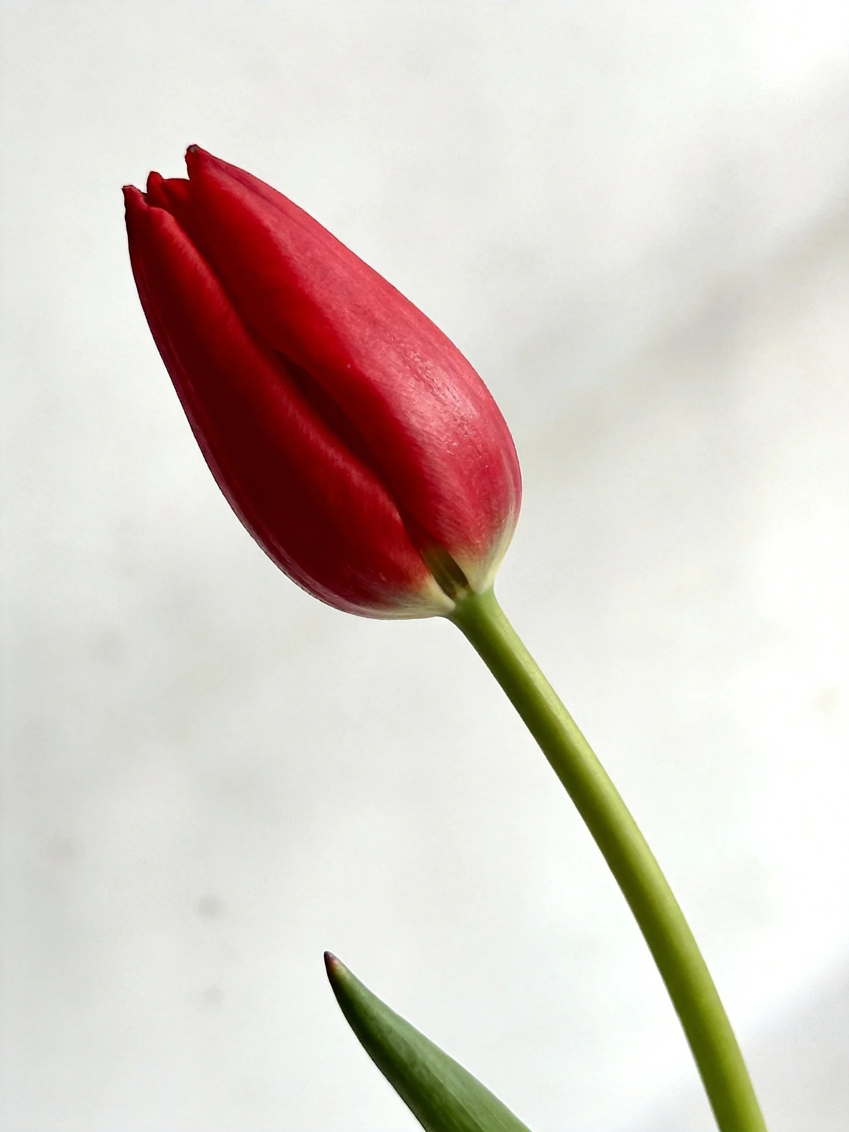 Single vibrant red tulip bud with slender green stem
